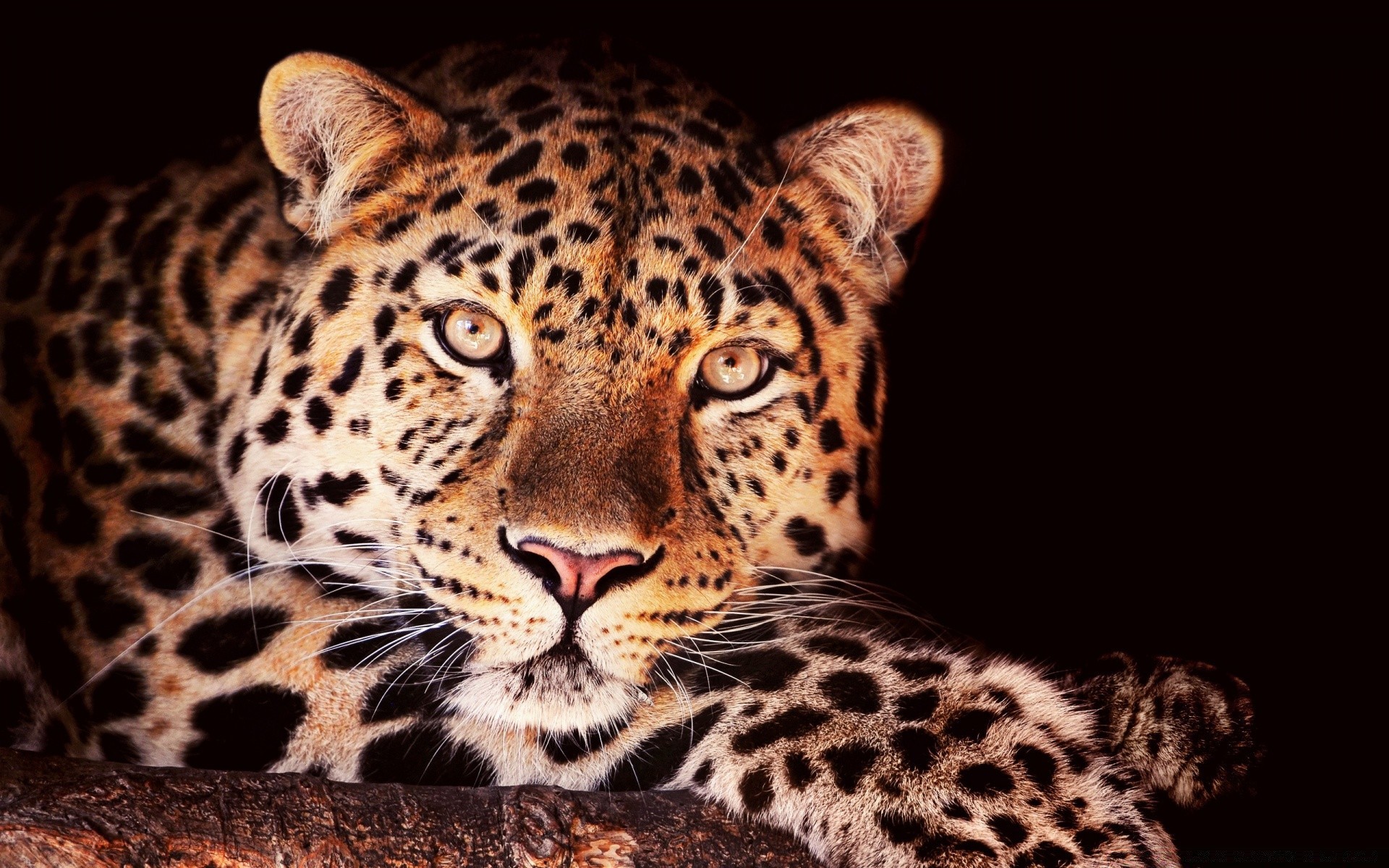 animales gato leopardo vida silvestre mamífero depredador animal safari zoológico piel peligro ojo selva carnívoro grande salvaje