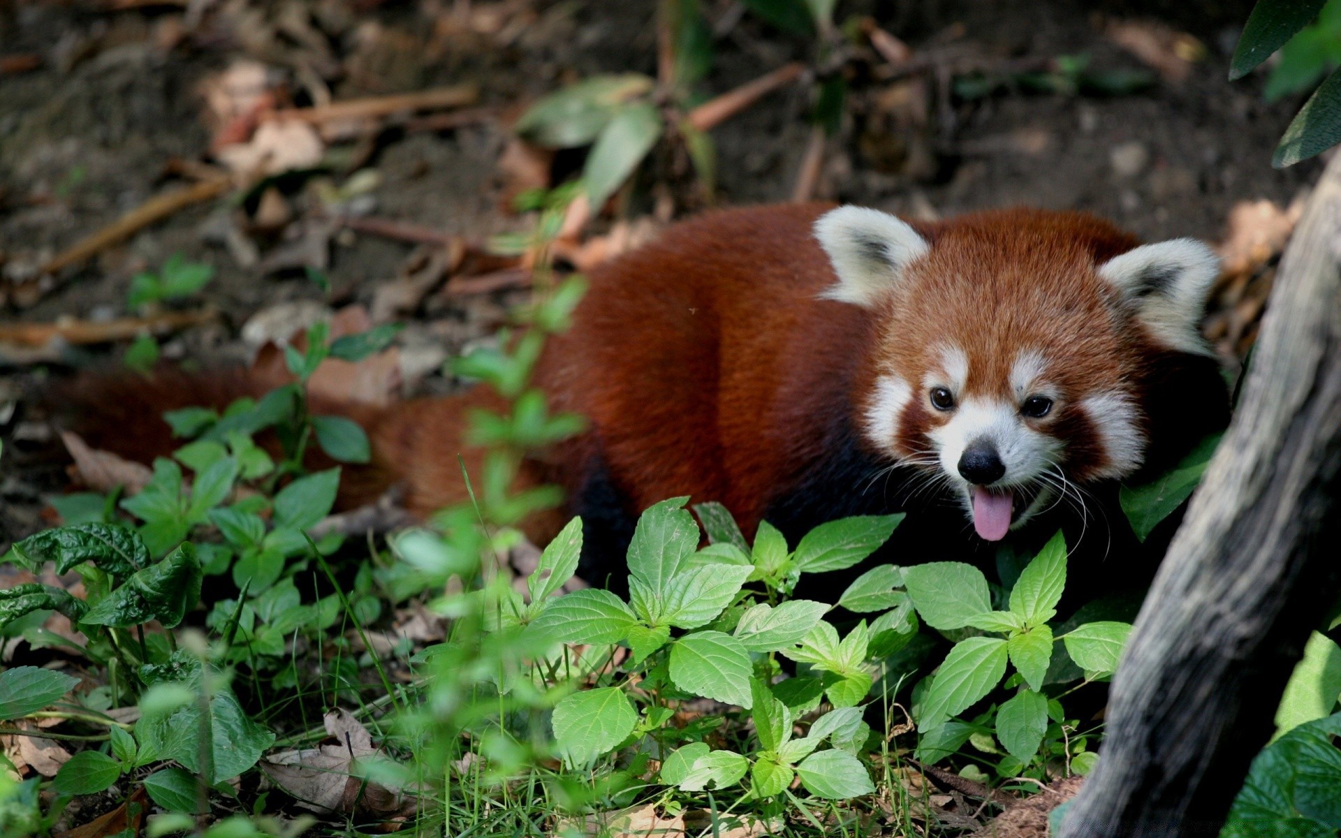 animaux nature mignon mammifère la faune animal petit à l extérieur feuille sauvage