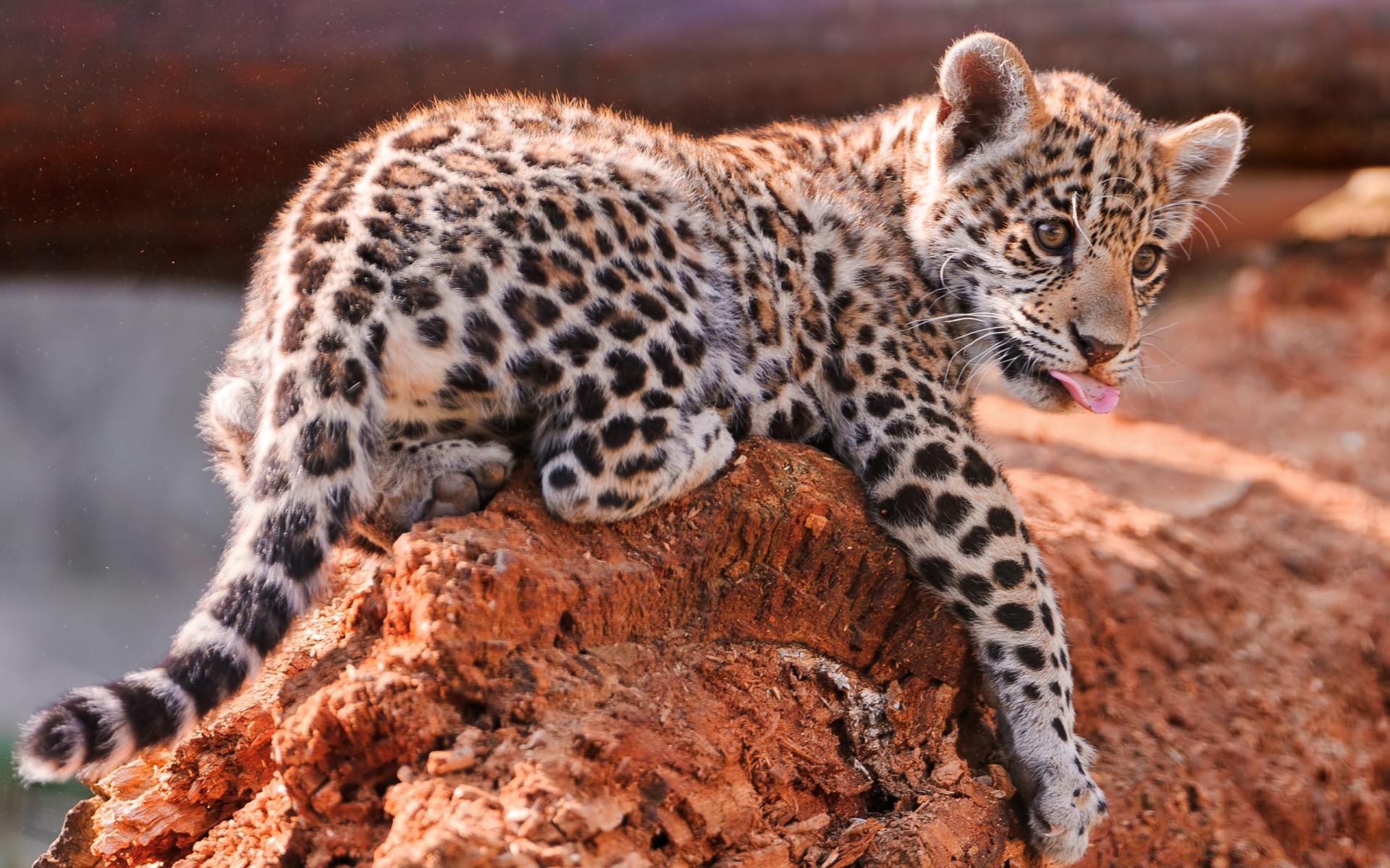 animais vida selvagem mamífero natureza animal selvagem jardim zoológico predador safari gato leopardo