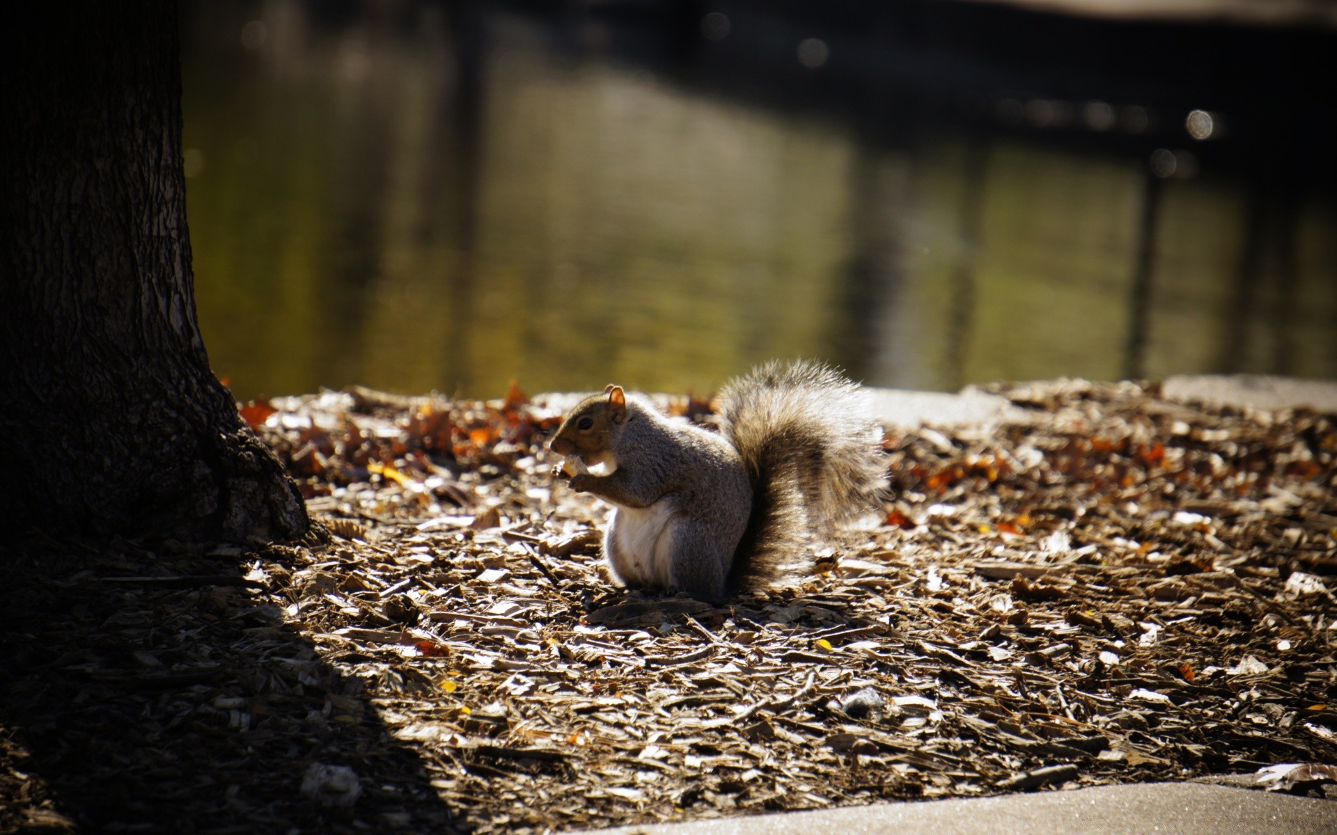 animales naturaleza madera otoño parque árbol vida silvestre al aire libre