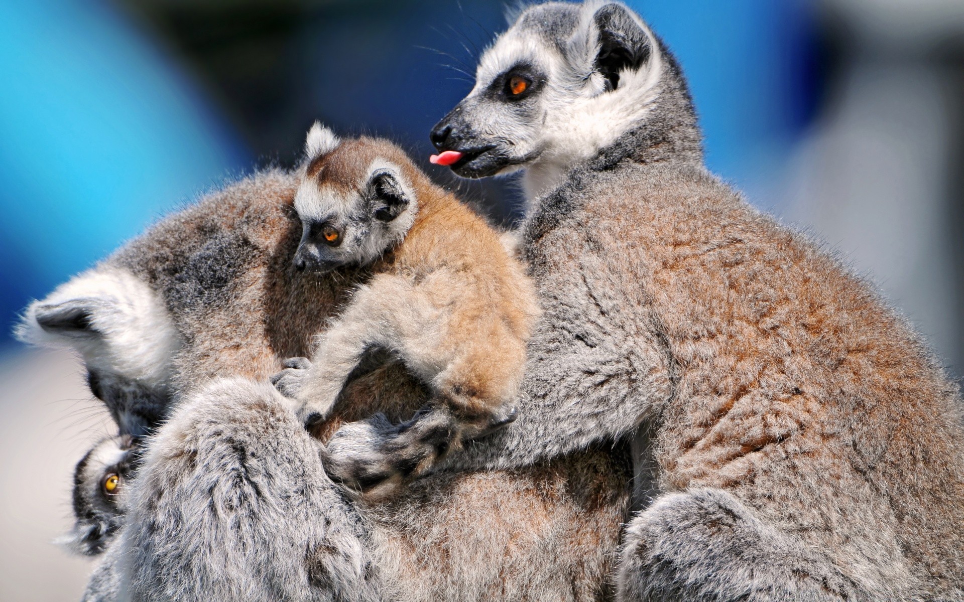 animais mamífero animal natureza vida selvagem fofa retrato ao ar livre