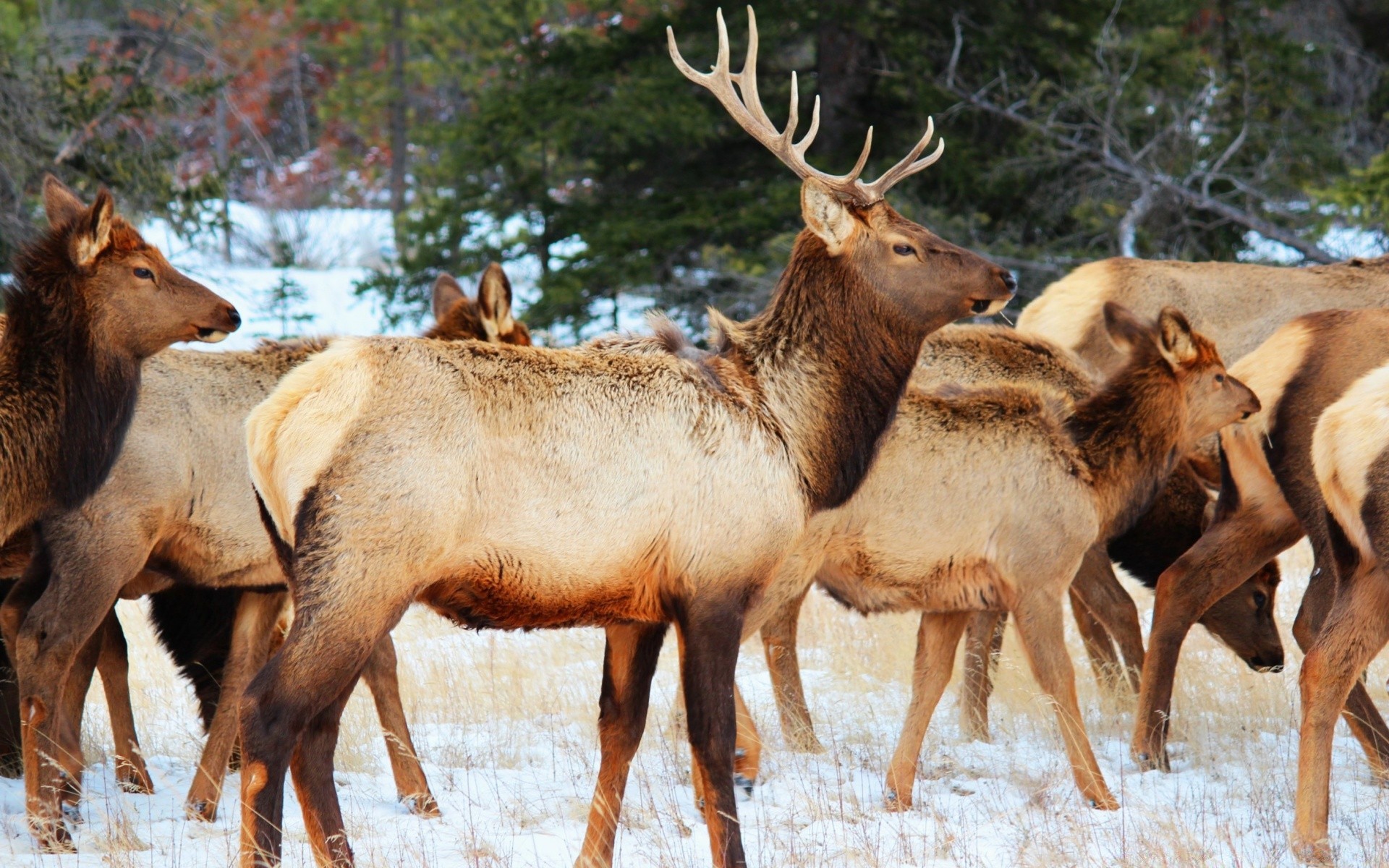 animaux mammifère cerf faune elk animal cerf panthère sauvage nature fourrure réservoir herbe taureau corne