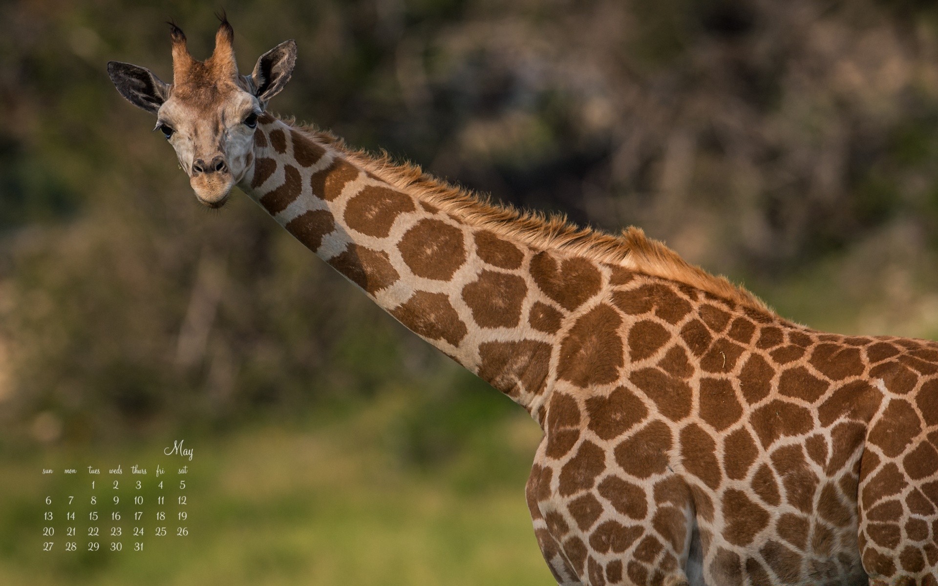 animals wildlife nature mammal giraffe wild safari animal neck outdoors savanna long park herbivore grass portrait conservation