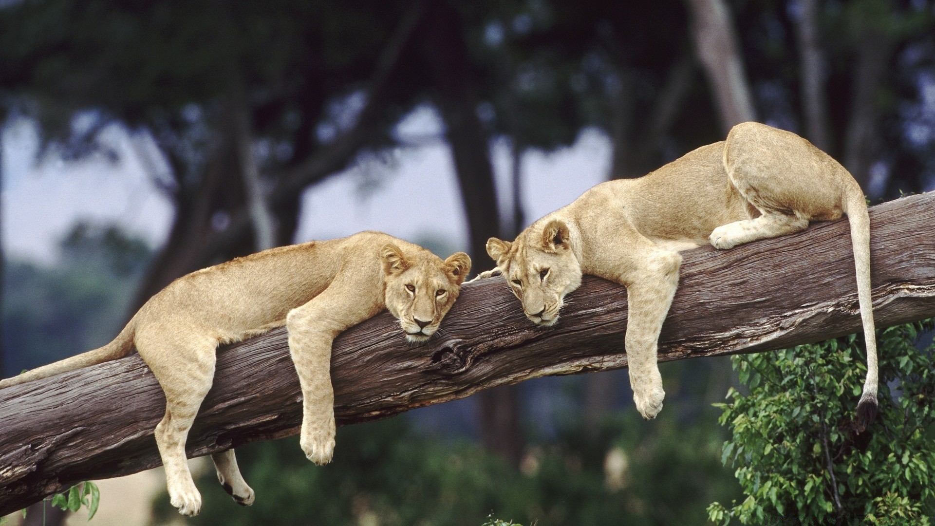 animales mamífero vida silvestre gato animal naturaleza madera león salvaje al aire libre árbol