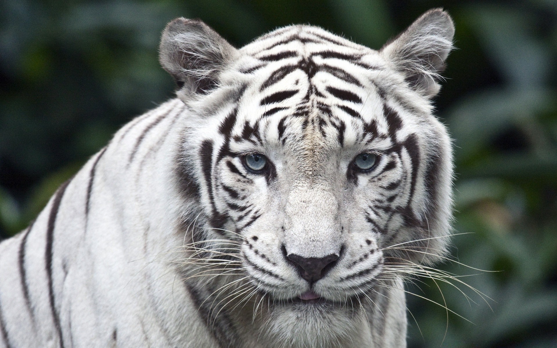 zwierzęta dzika przyroda kot ssak zwierzę tygrys zoo dżungla dziki drapieżnik głowa portret safari mięsożerca duży pasek myśliwy futro niebezpieczeństwo