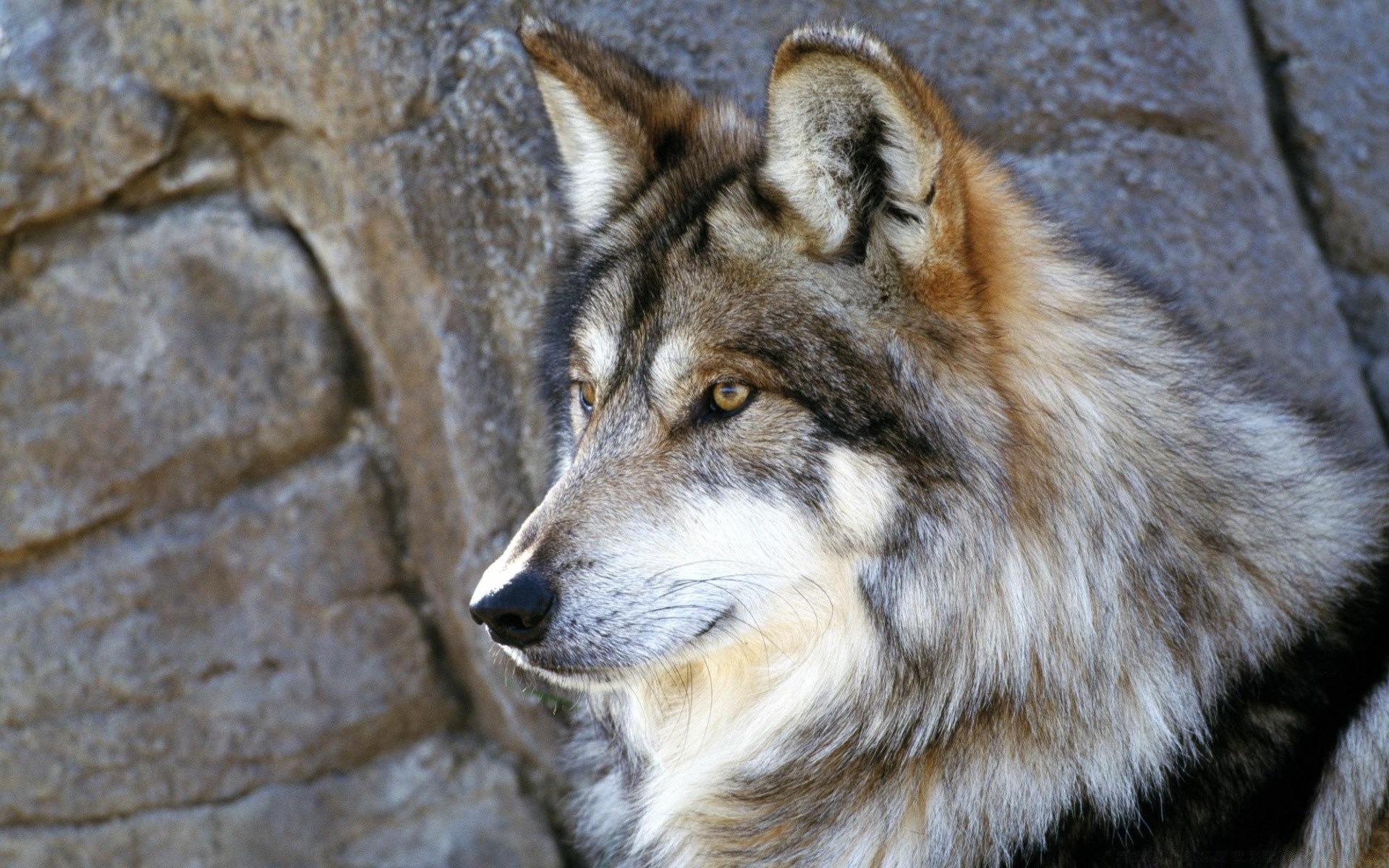 animales lobo mamífero vida silvestre piel depredador naturaleza salvaje perro animal retrato zoológico ojo al aire libre perro ver