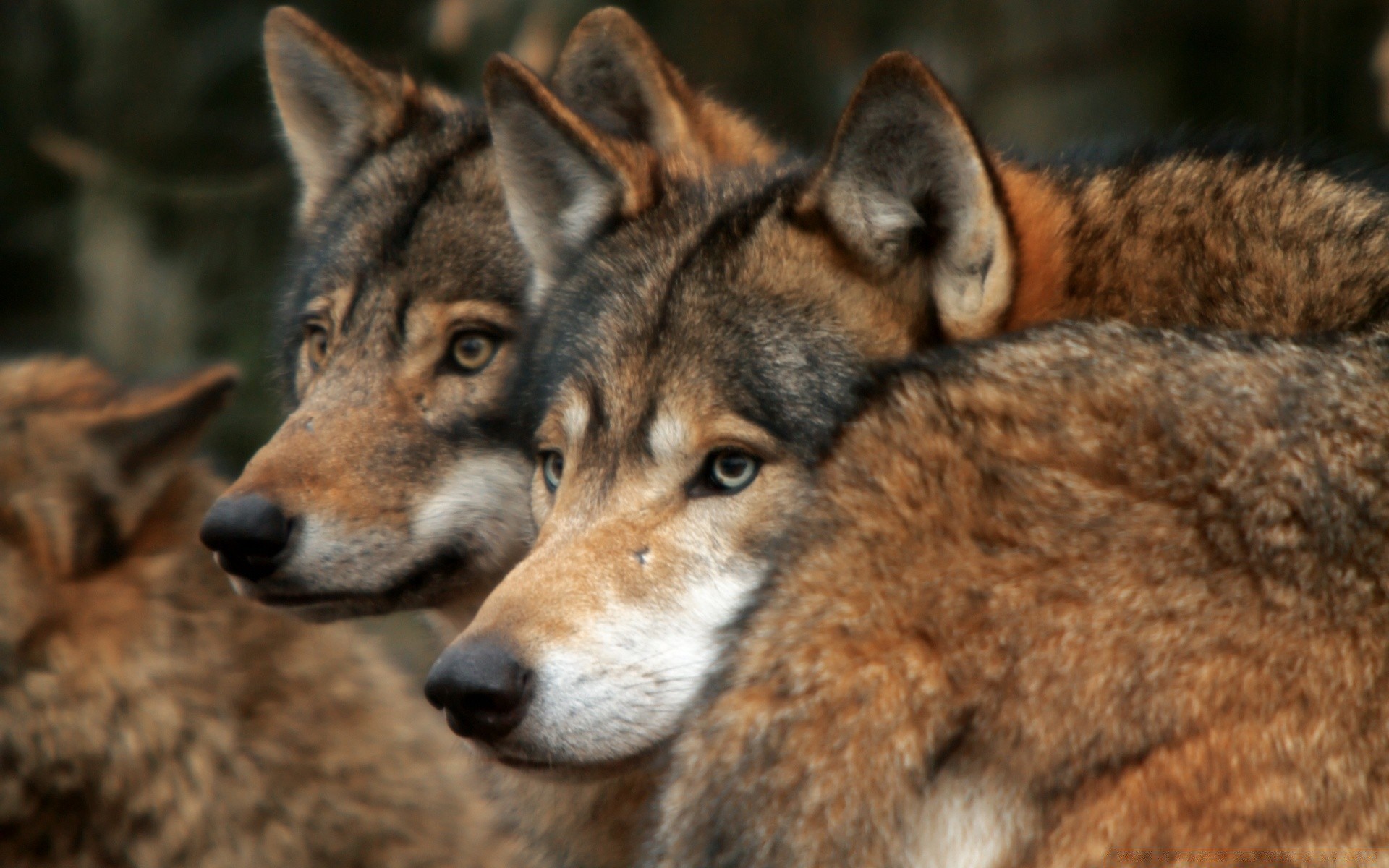 animaux mammifère canin animal chien faune prédateur sauvage loup portrait fourrure mangeur de viande mignon nature zoo