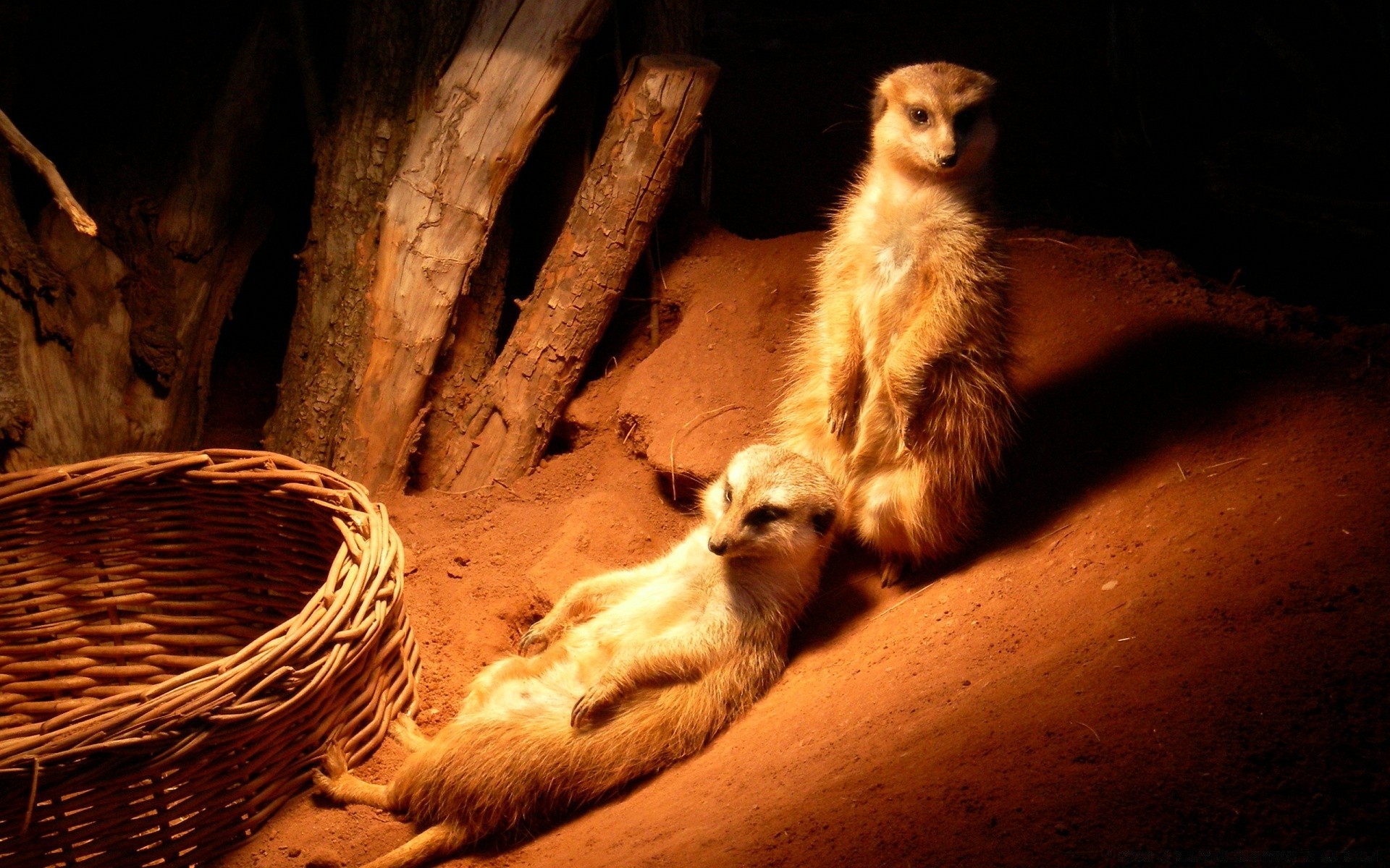 animales mamífero vida silvestre solo perro zoológico gato túnel lindo retrato