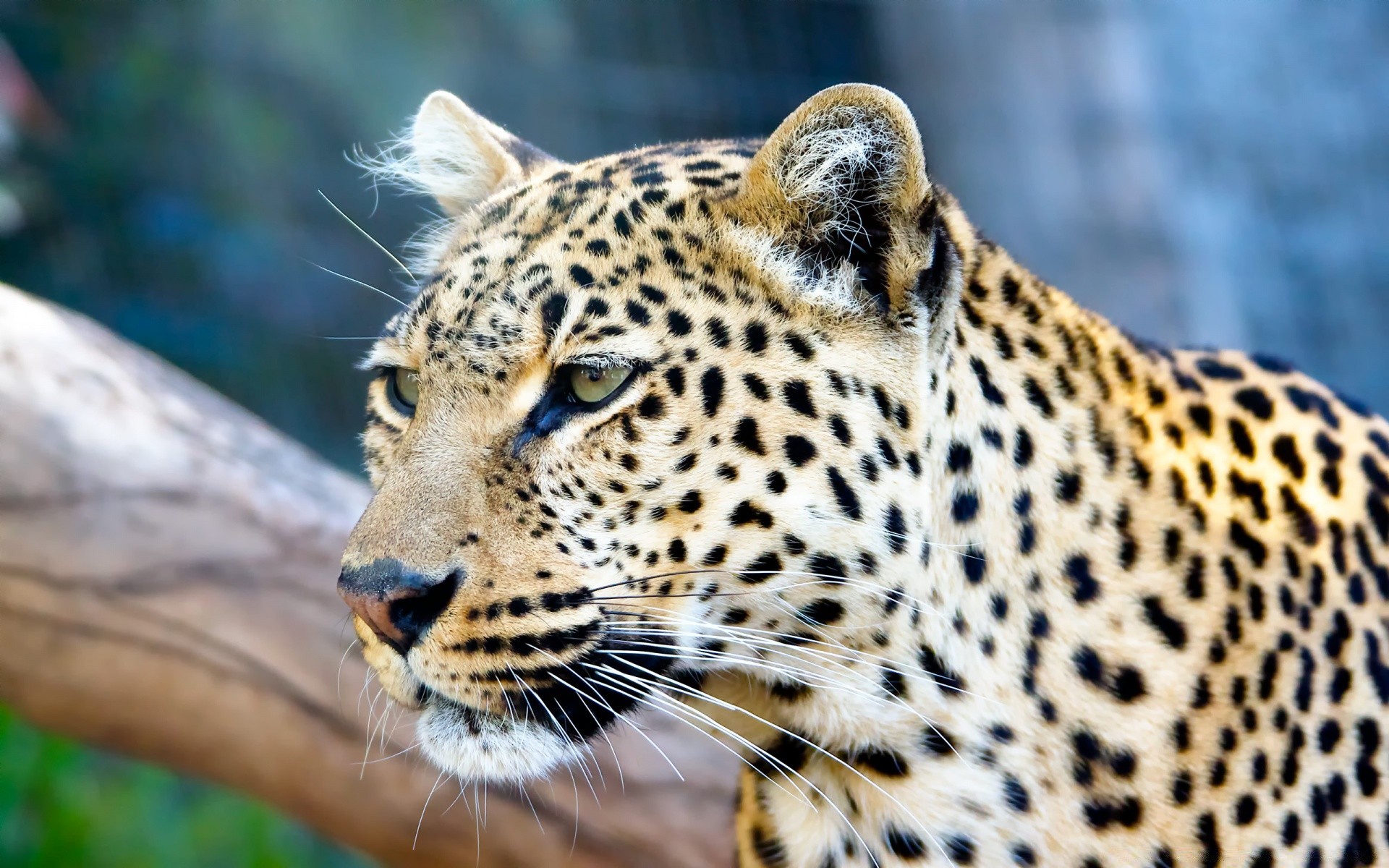 tiere katze tierwelt raubtier natur leopard säugetier tier wild jäger fleischesser safari zoo auge groß gefahr