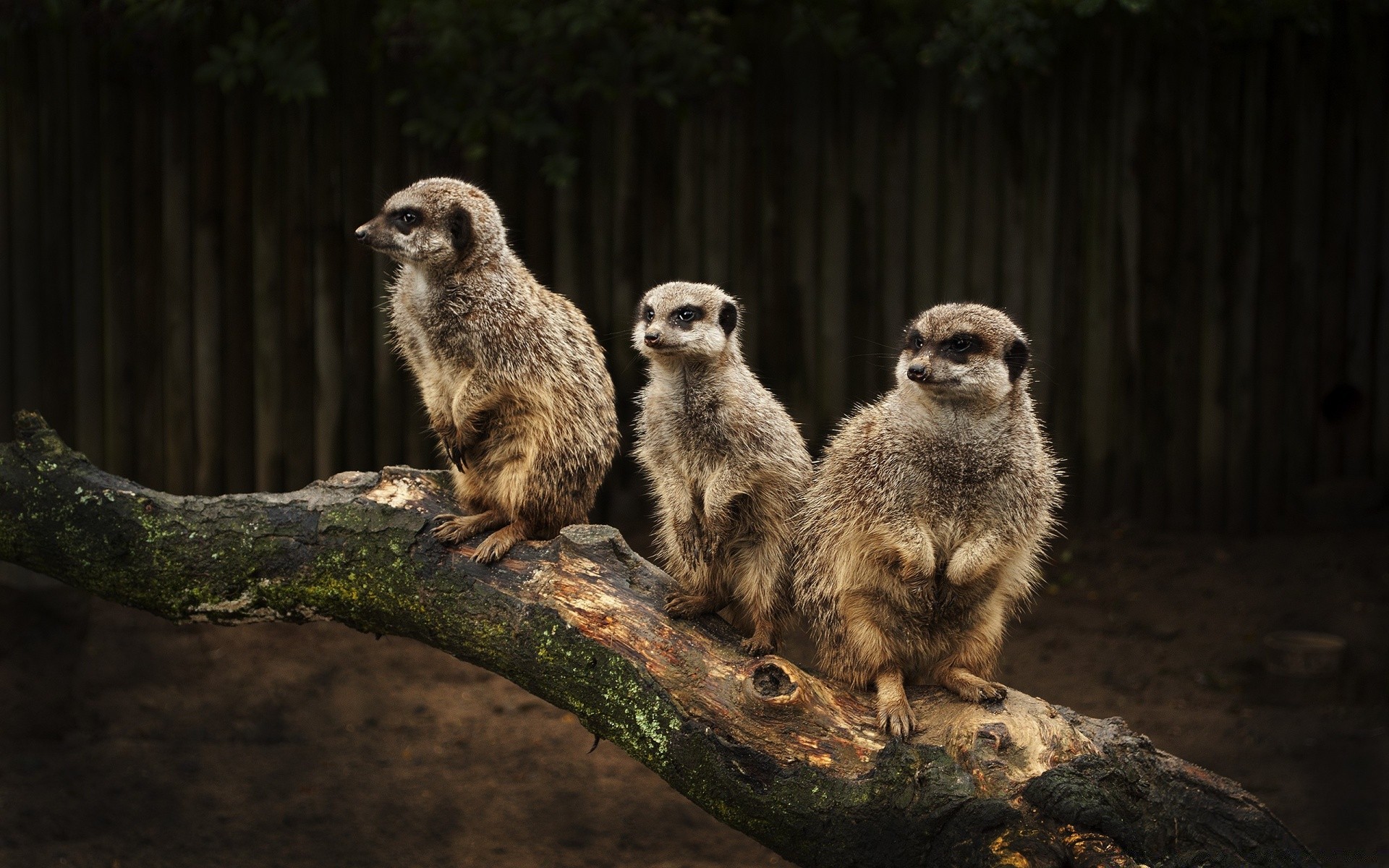 zwierzęta ssak dzika przyroda natura zoo dziki na zewnątrz światło dzienne ładny portret zwierzę surykatka