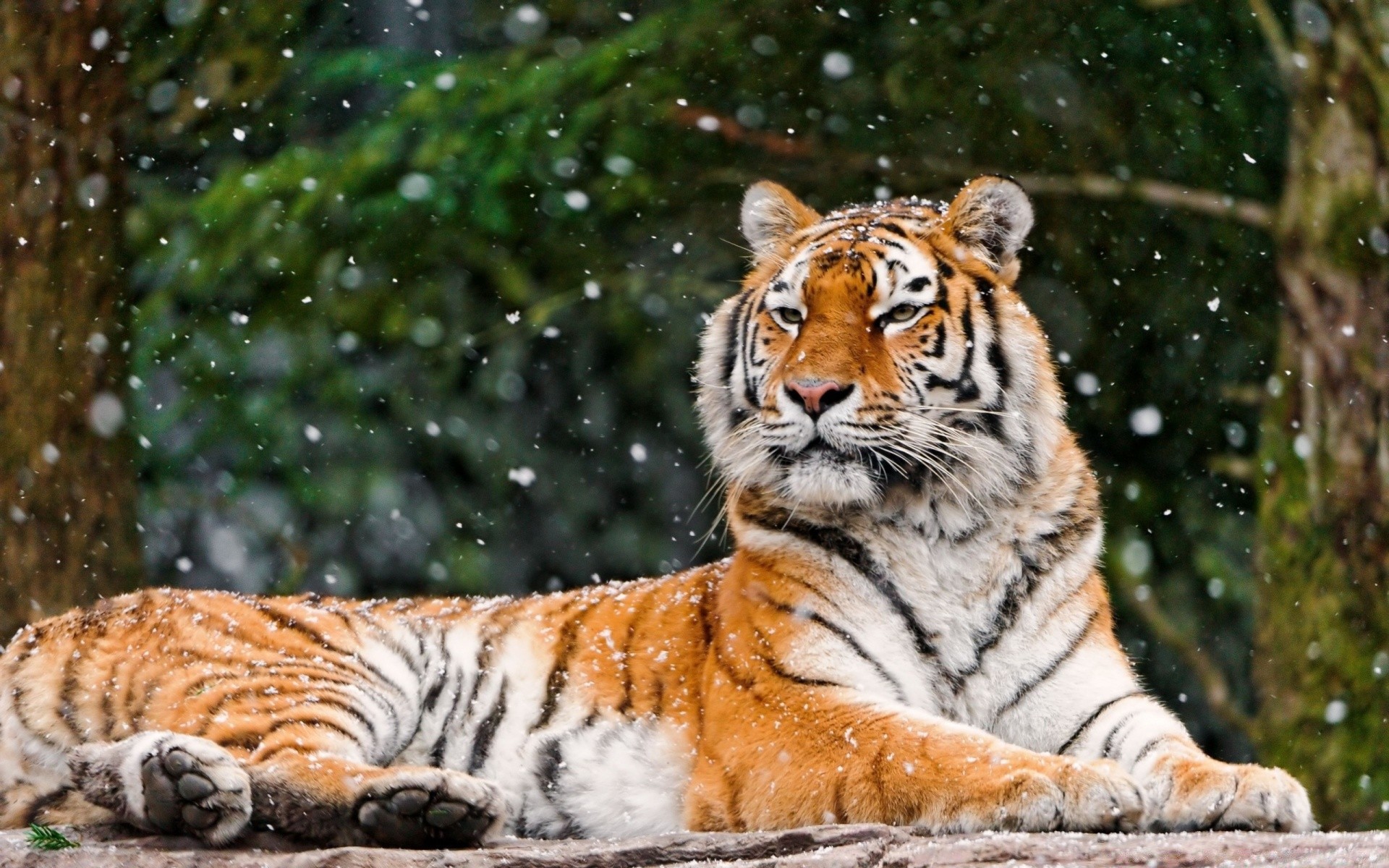 animales gato tigre vida silvestre mamífero depredador carnívoro animal cazador grande piel selva raya mirando peligro salvaje siberiano naturaleza caza zoológico agresión