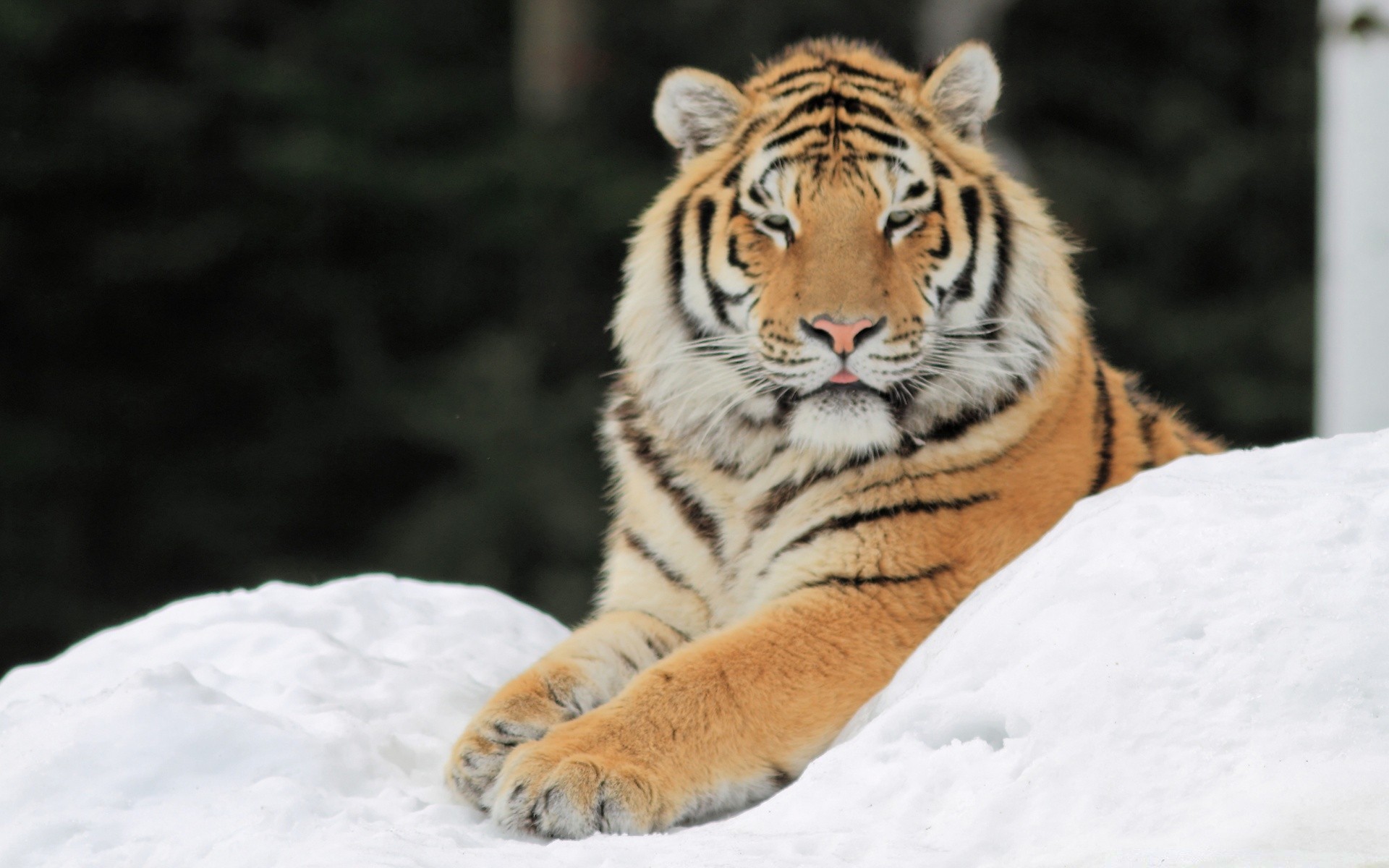 tiere tierwelt katze tiger raubtier säugetier natur gefahr tier wild fleischesser jäger sibirisch groß fell jagd suchen zoo streifen