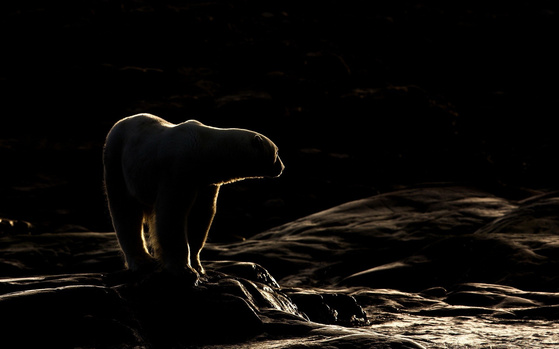 animaux sombre eau ombre nature mammifère nu