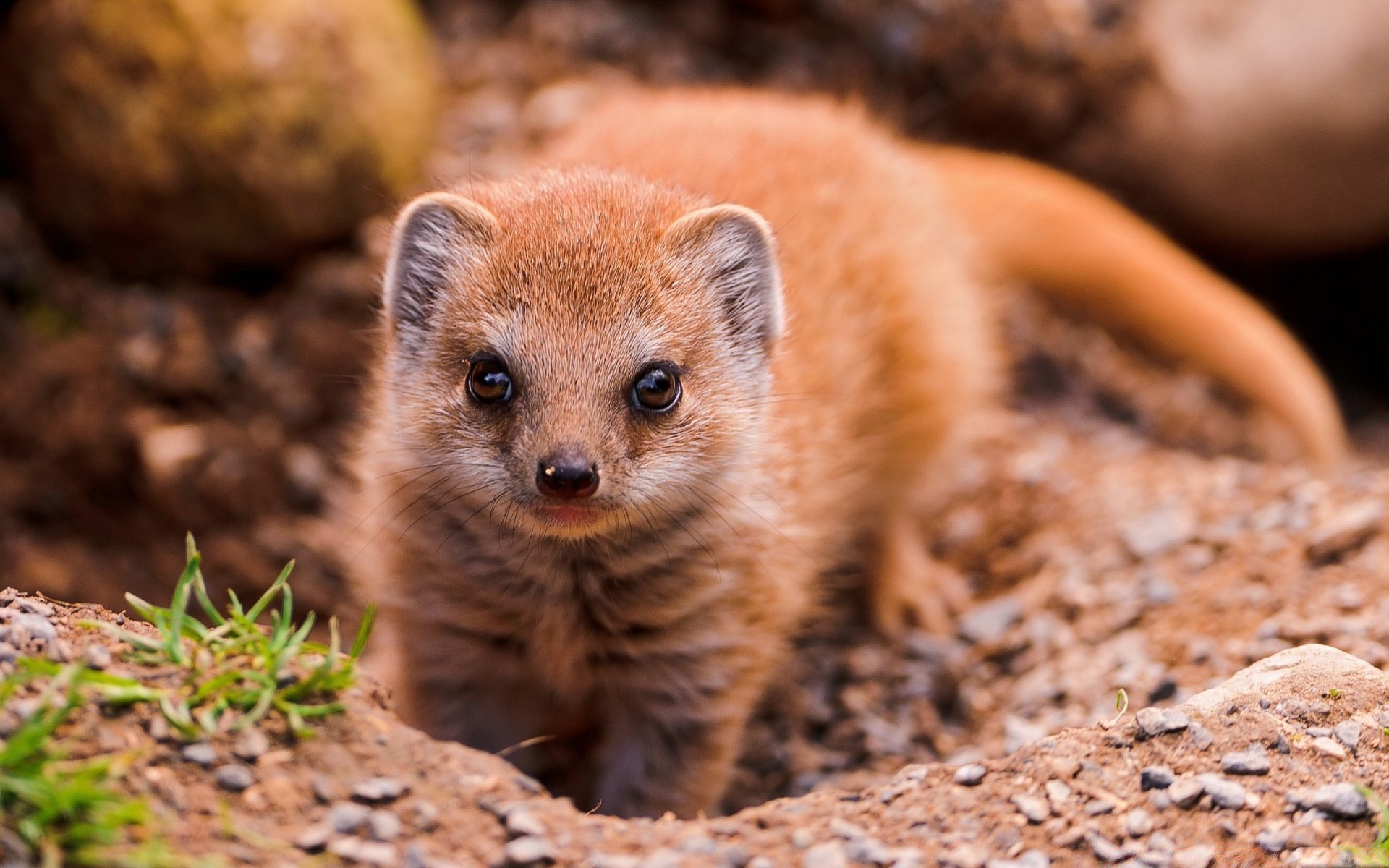 zwierzęta przyroda ssak natura słodkie małe dziki na zewnątrz