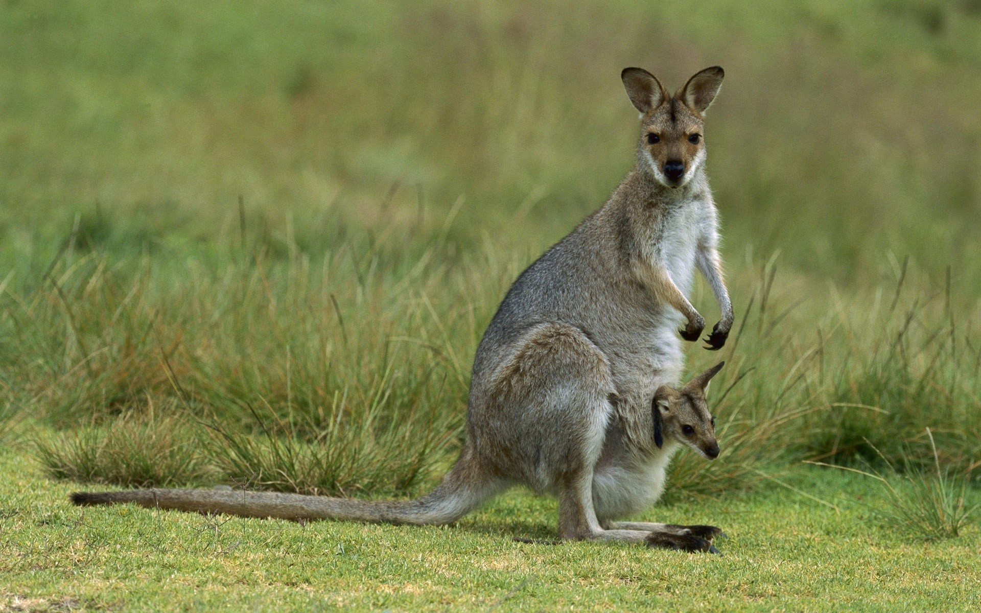 animals wildlife mammal marsupial kangaroo grass animal wallaby wild nature cute tail grey fur jump portrait pouch outdoors looking zoo