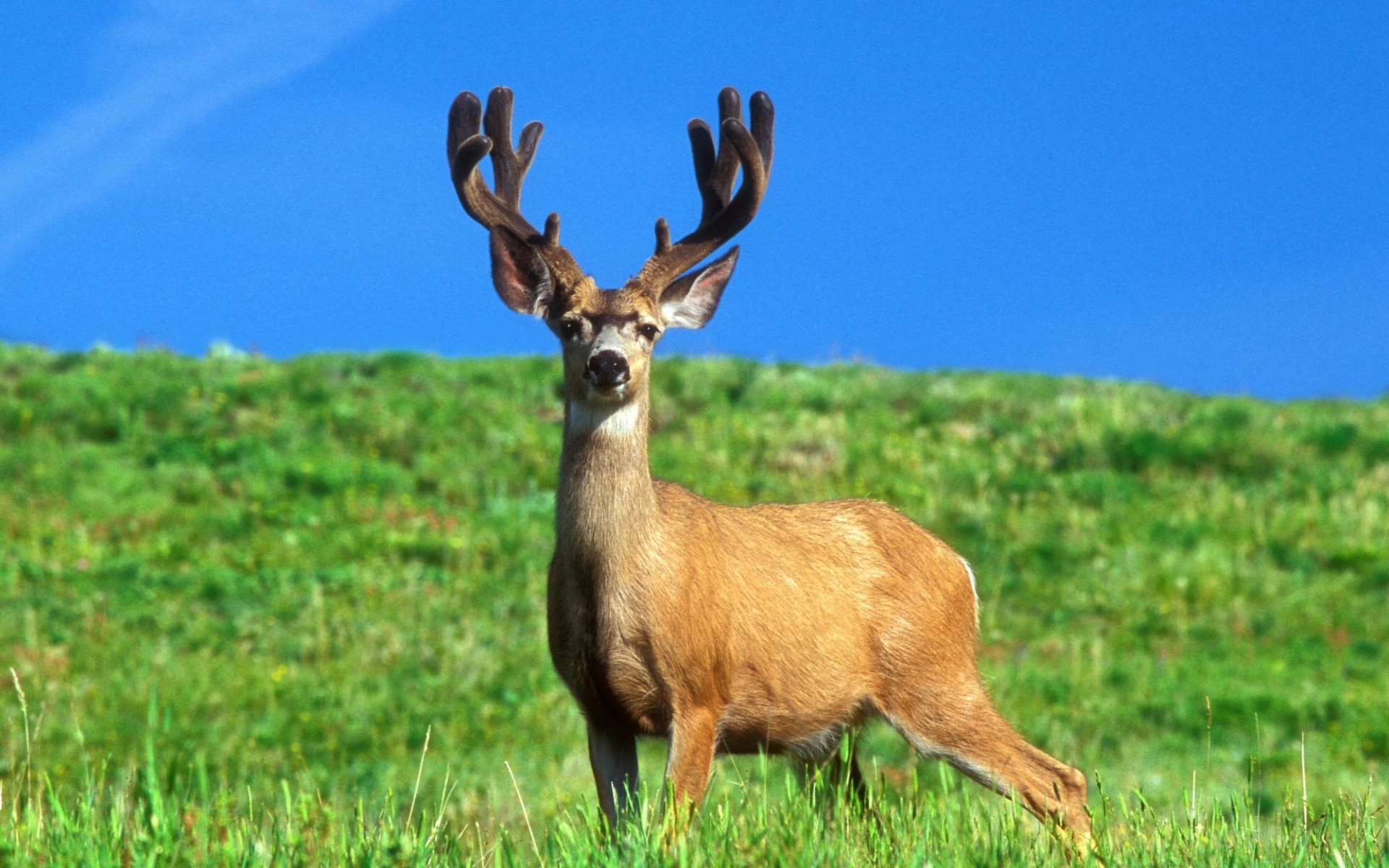 animaux cerf mammifère herbe faune pantin foin réservoir enterrement de vie de garçon champ animal nature sauvage virginie cerf cerf