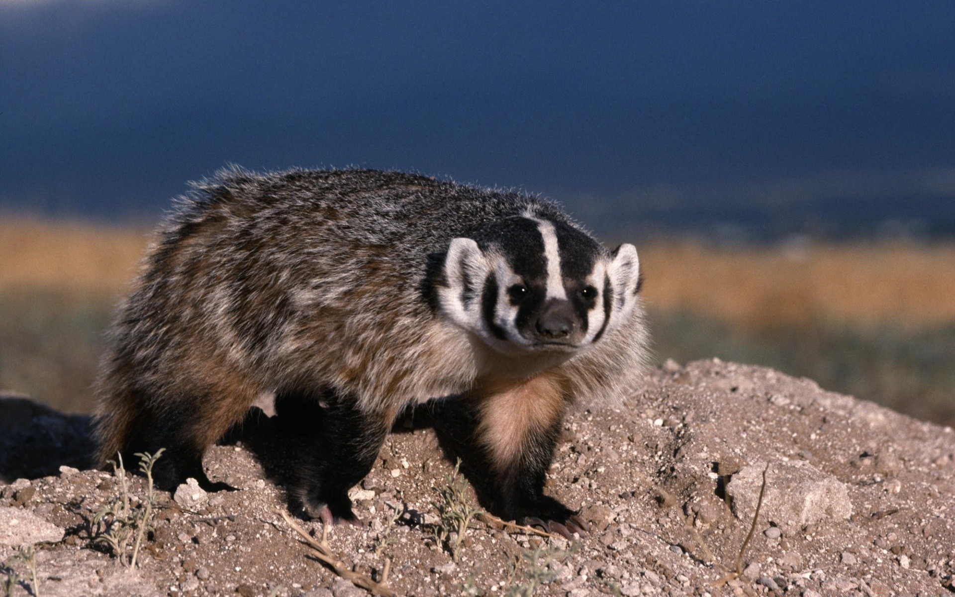 animales vida silvestre mamífero al aire libre naturaleza lindo animal pequeño salvaje roedor