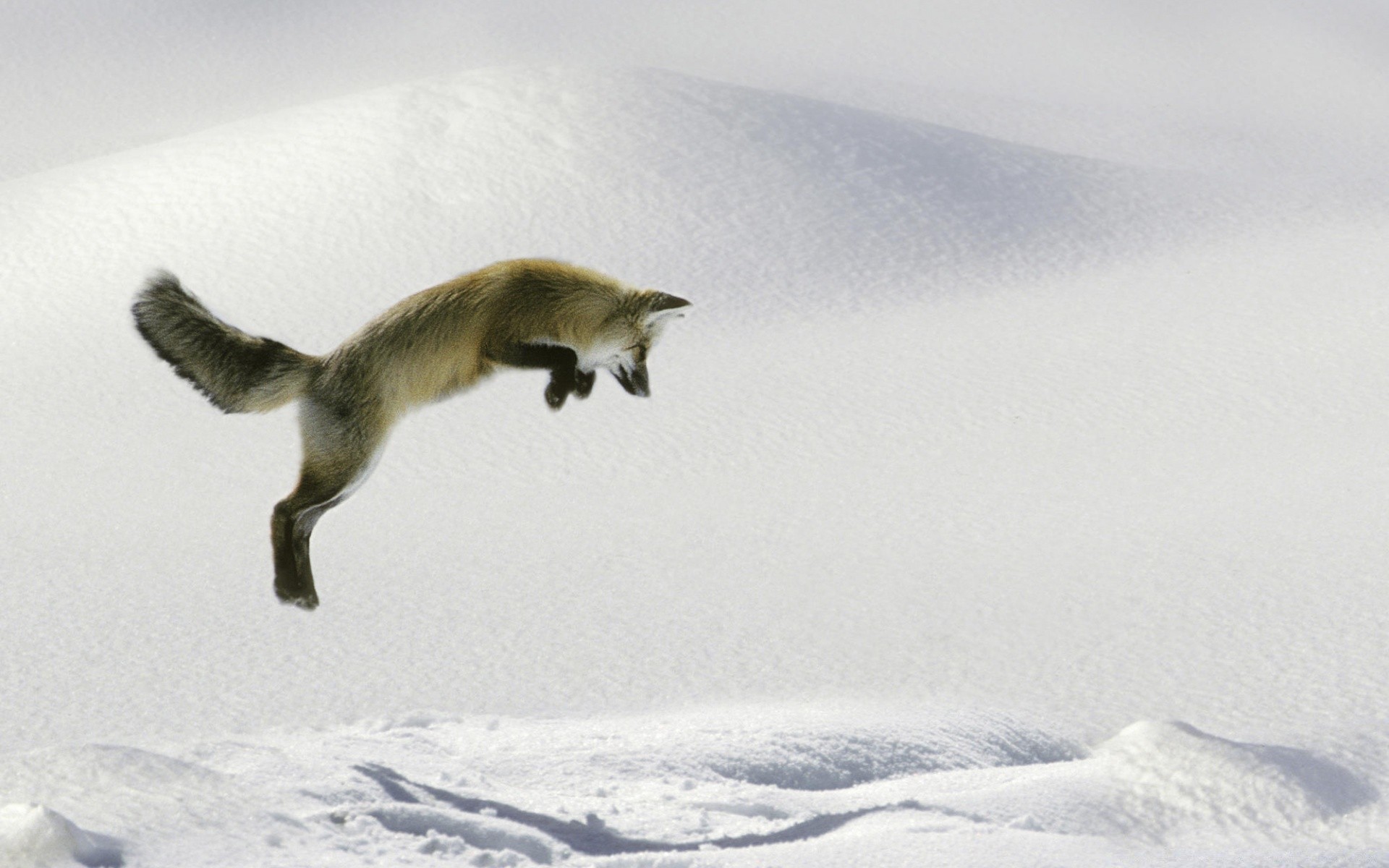 animaux neige hiver froid glace à l extérieur oiseau congelé la faune mammifère lumière du jour gel montagnes givré nature vue latérale paysage action un