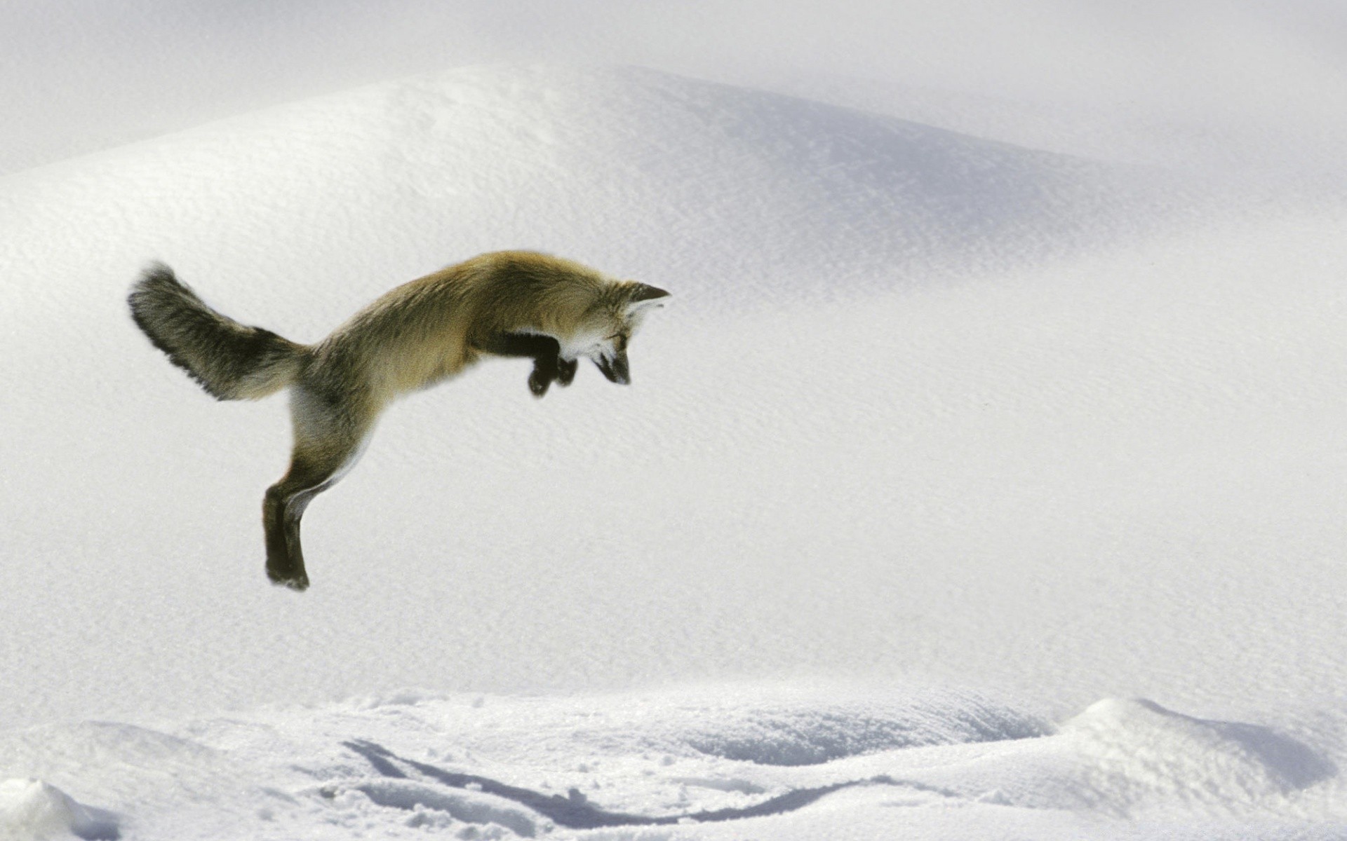 Мышкует это. Песец мышкует. Мышкование лисицы. Лиса прыгает в сугроб. Лиса прыгает в снег.