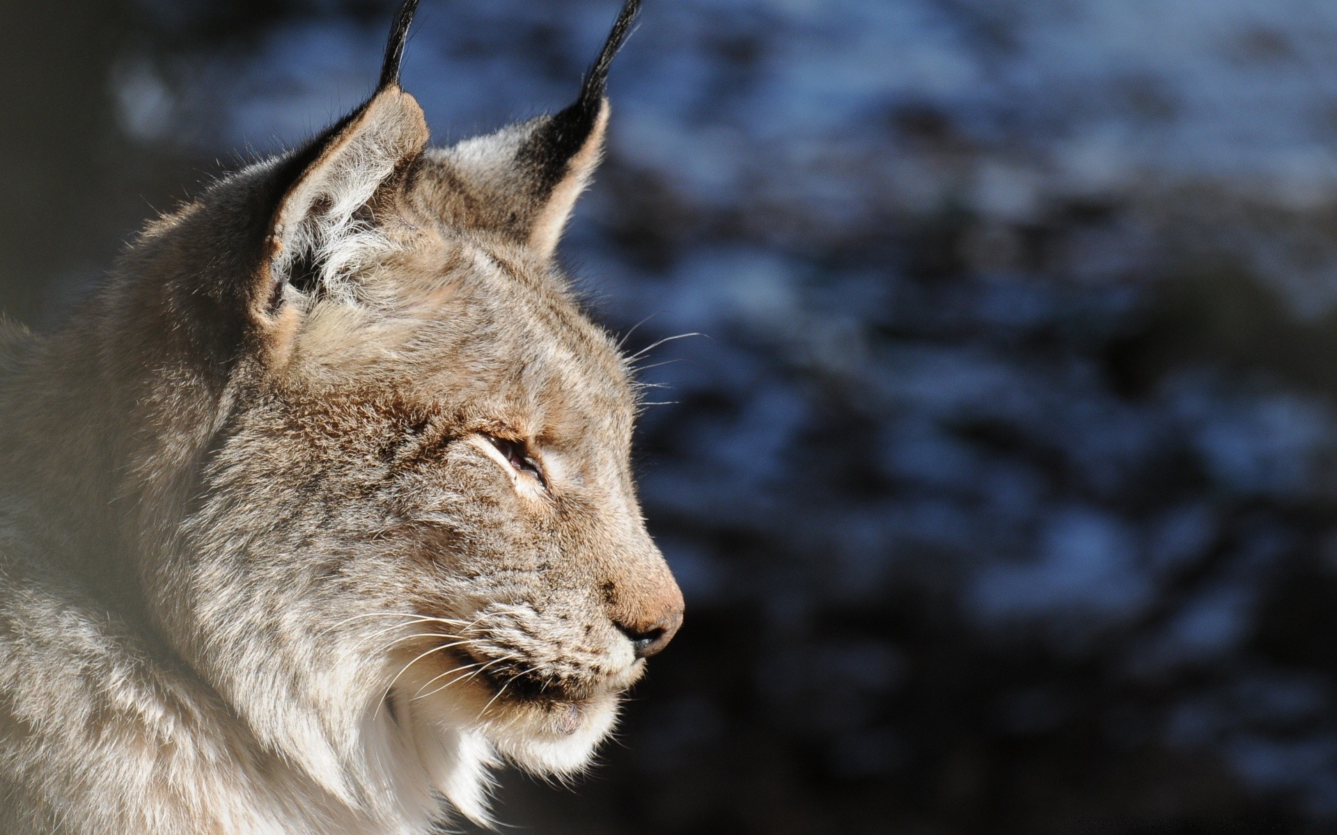 animais vida selvagem mamífero gato animal natureza predador selvagem pele retrato carnívoro ao ar livre jardim zoológico