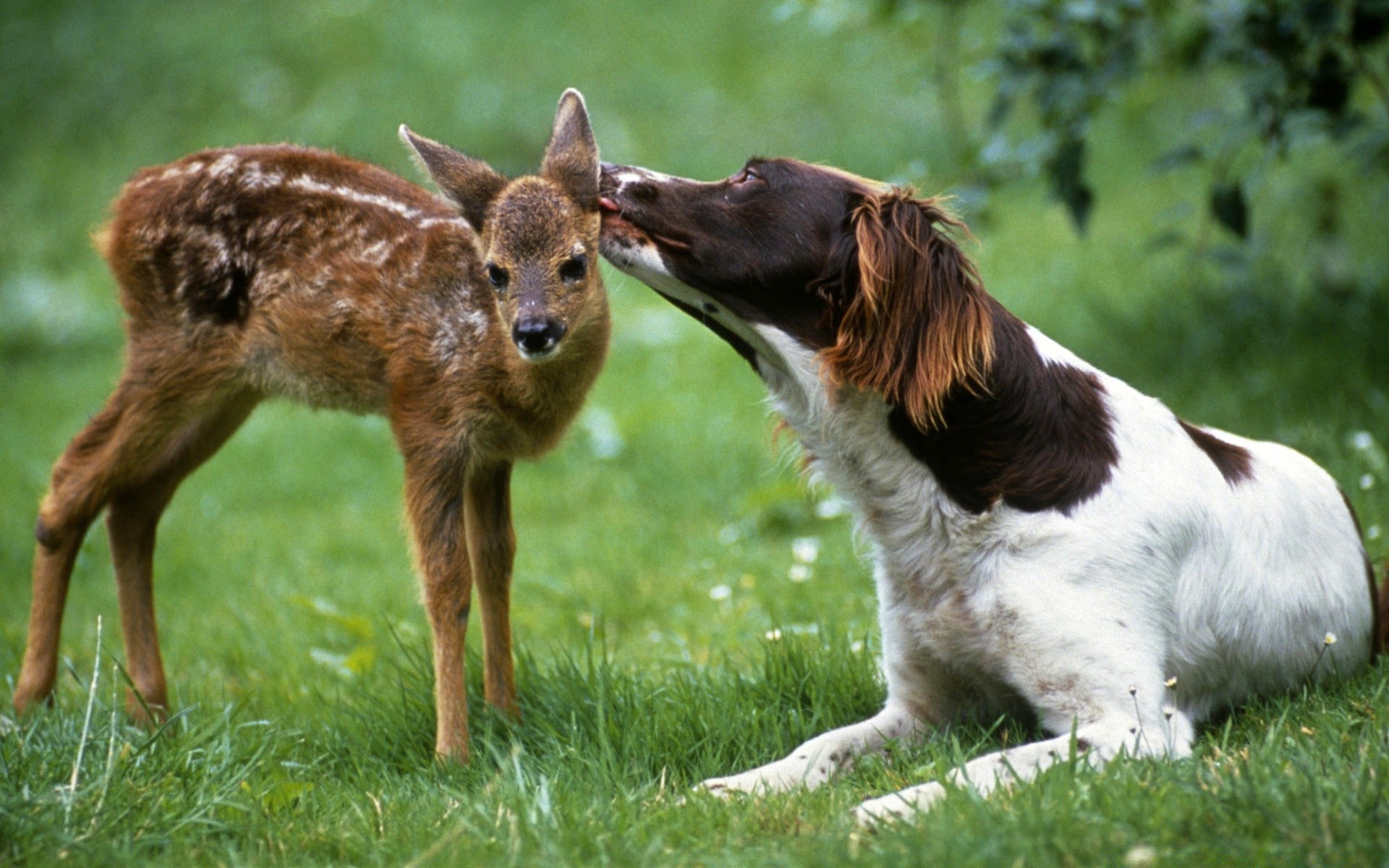 animais mamífero grama cão animal bonito cinegrafista natureza feno animal de estimação pele filhote de cachorro pequeno vida selvagem jovem campo retrato doméstico