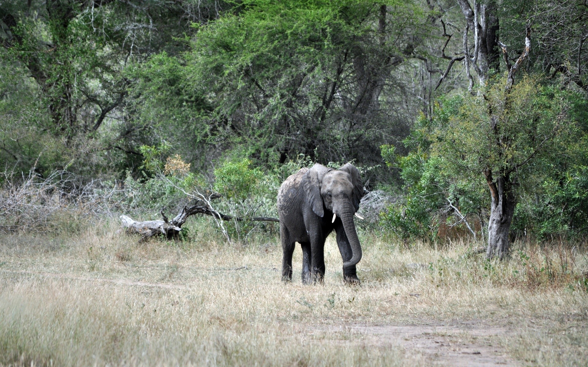 animali fauna selvatica natura mammifero selvaggio safari parco albero bush nazionale erba animale all aperto ambienti di viaggio paesaggio tronco savana elefante