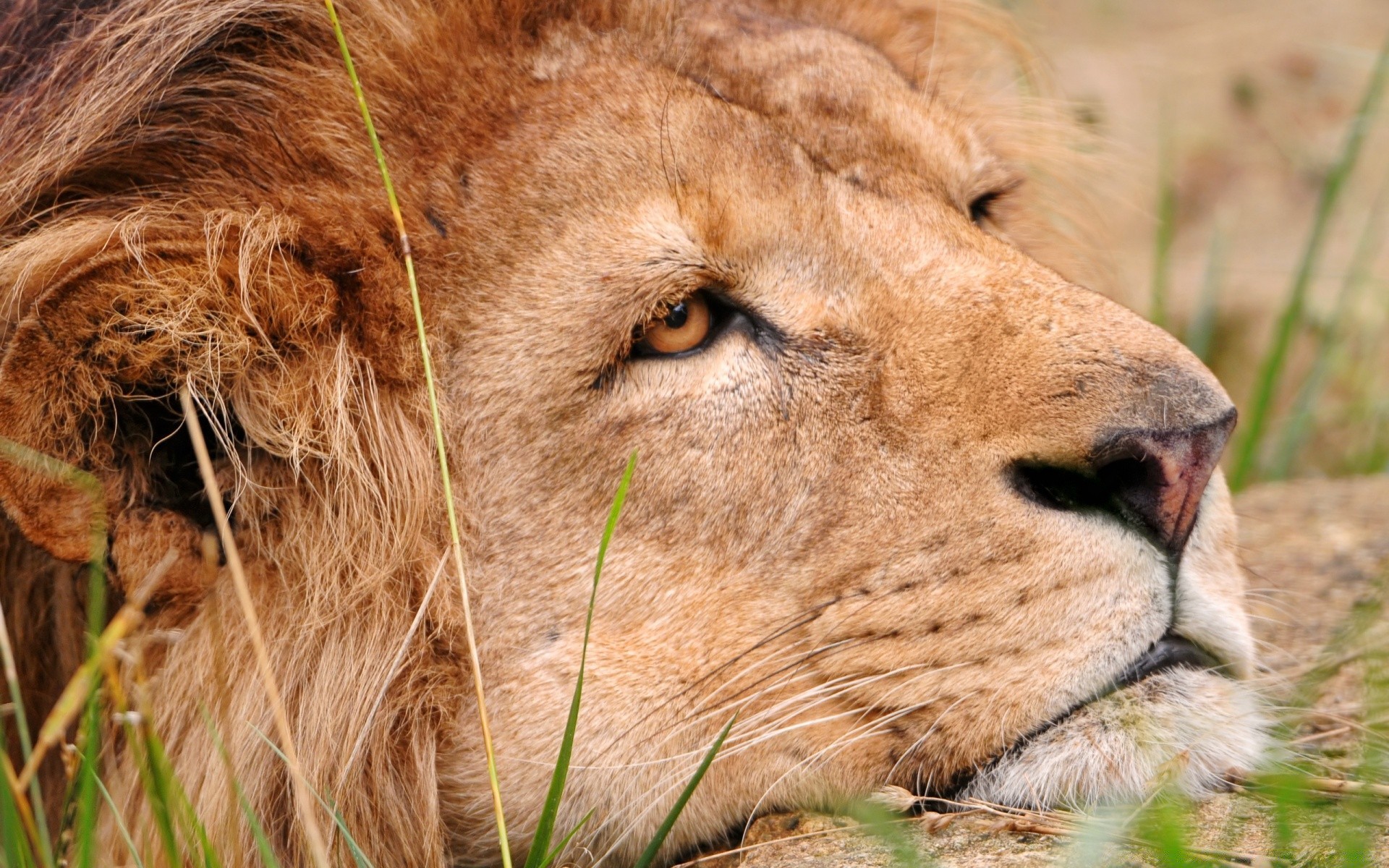 tiere säugetier tierwelt löwe tier gras natur fell katze wild jäger safari zoo raubtier porträt fleischesser gefahr niedlich