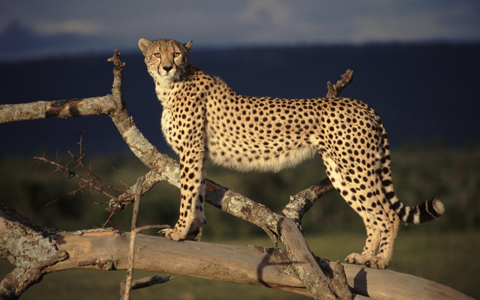 animaux faune chat mammifère guépard prédateur safari nature léopard sauvage à l extérieur animal chasseur mangeur de viande