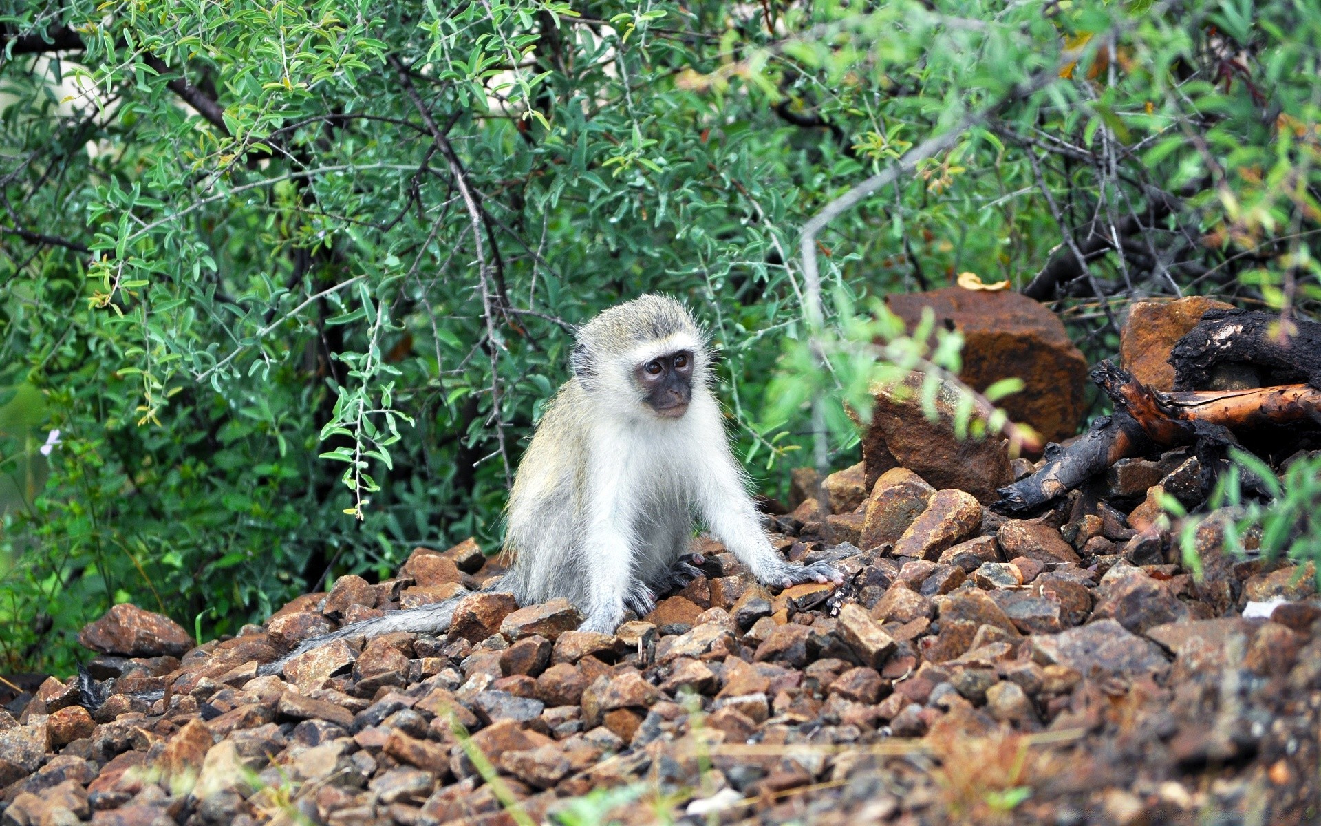 animali natura fauna selvatica selvaggio scimmia legno tropicale all aperto primate mammifero albero animale giungla carino sedersi conservazione foglia parco