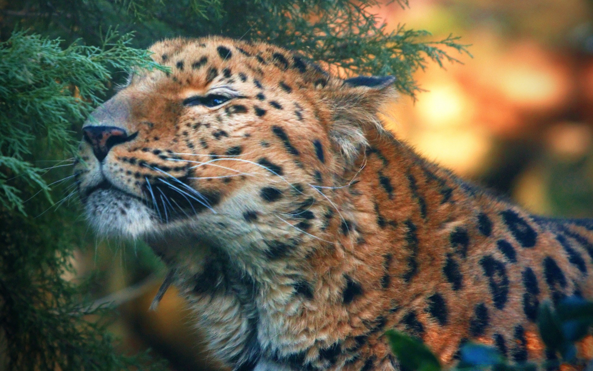 животные кошка дикой природы млекопитающее леопард хищник природа зоопарк дикий охотник животное мясоед мех тигр сафари большой опасность на открытом воздухе джунгли пантера