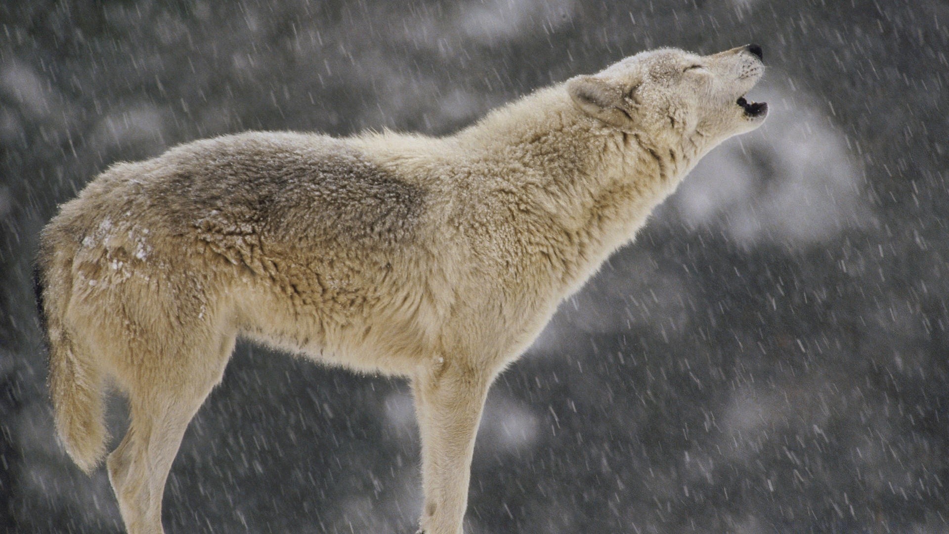 животные млекопитающее дикой природы природа на открытом воздухе хищник животное снег морозный зима дикий