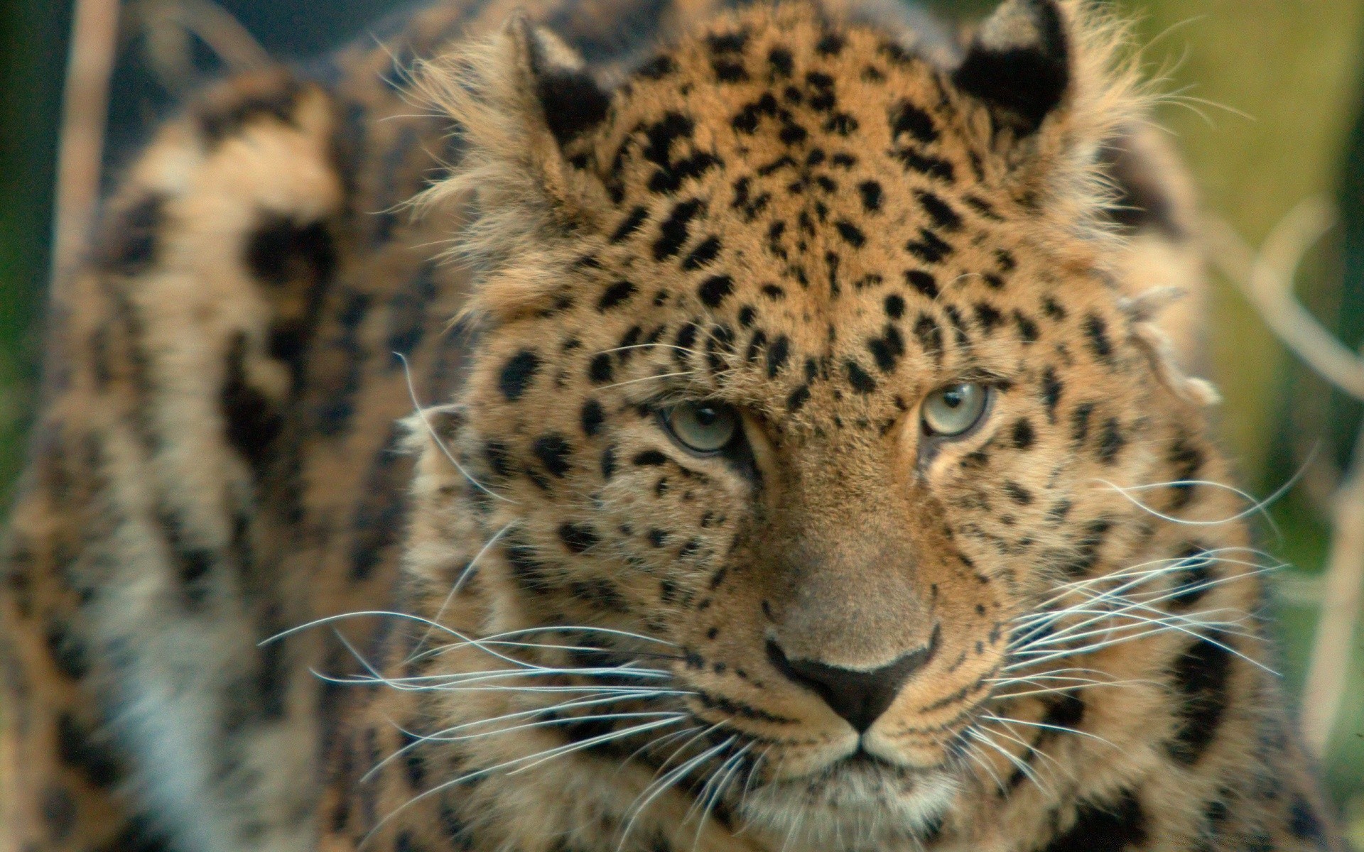 hayvanlar kedi yaban hayatı leopar memeli hayvan safari yırtıcı hayvan doğa çita hayvanat bahçesi vahşi avcı kürk