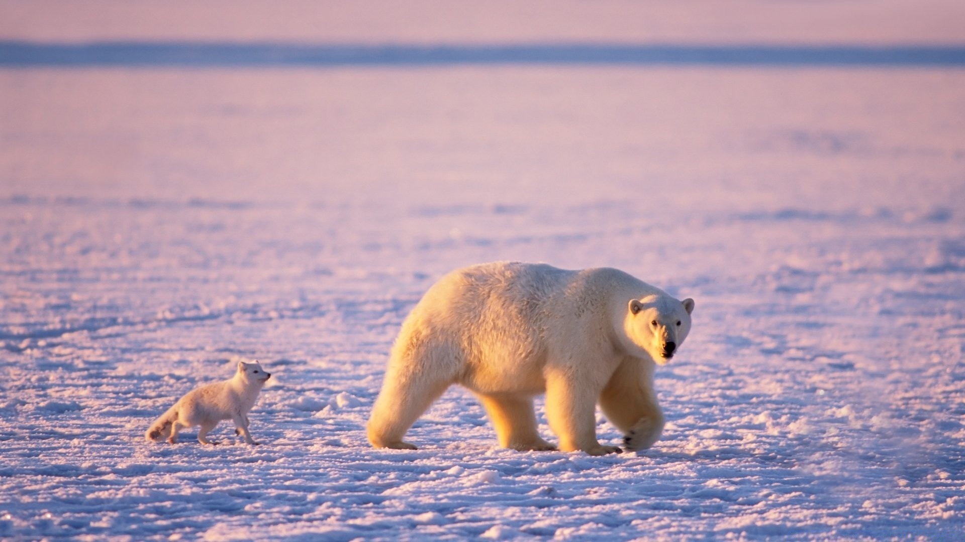 tiere schnee säugetier frostig tierwelt winter wasser im freien tageslicht seitenansicht kälte