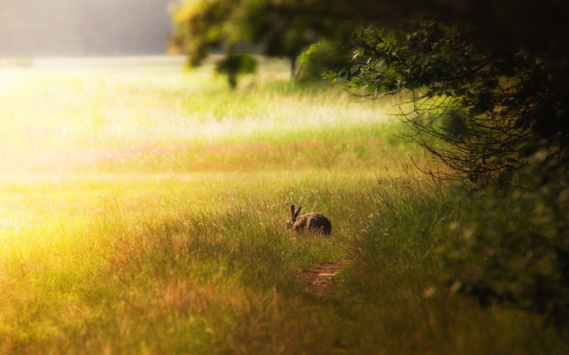 animali mammifero erba fauna selvatica all aperto paesaggio natura pascolo fieno animale campo tramonto luce del giorno alba cervo