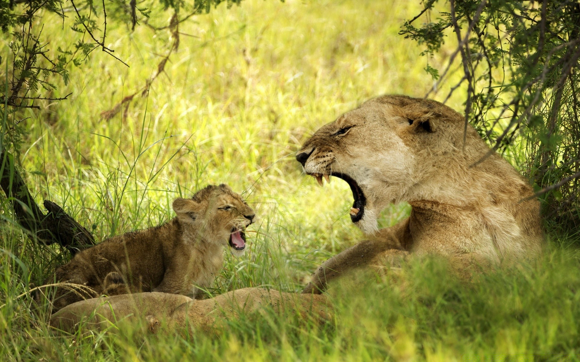 animali fauna selvatica mammifero leone animale gatto selvaggio predatore natura erba cacciatore safari leonessa mangiatore di carne cucciolo di lupo riserva pascolo parco