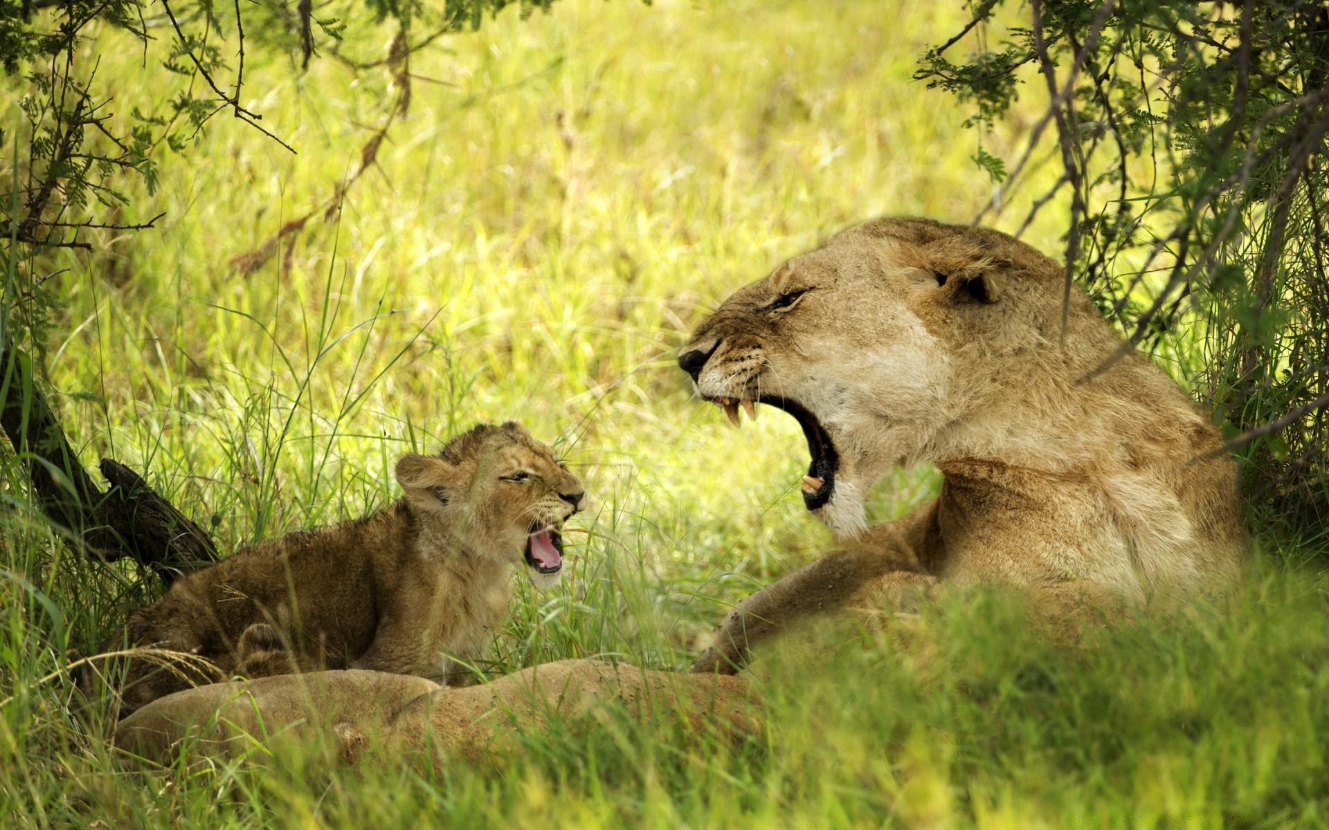 животные дикой природы млекопитающее лев животное кошка дикий хищник природа трава охотник сафари львица мясоед волчонок резерв пастбища парк