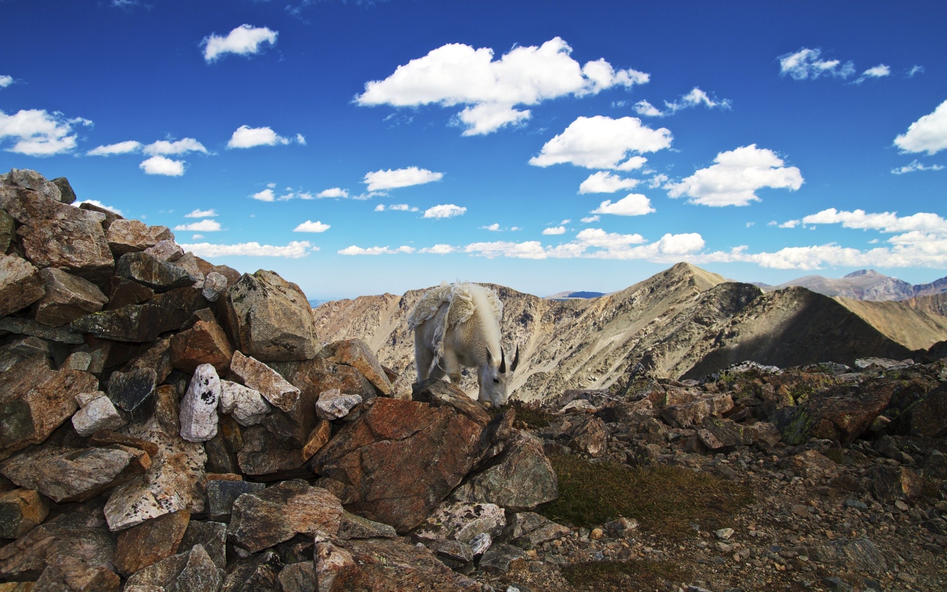 animals landscape mountain sky rock nature travel outdoors scenic environment