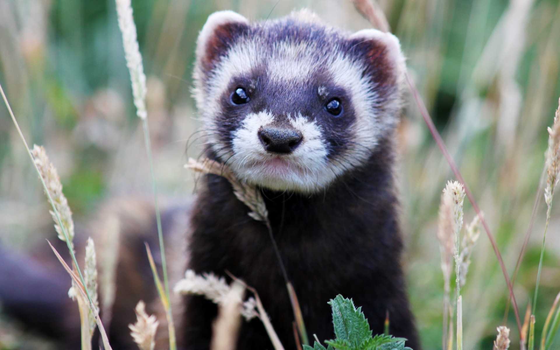 zwierzęta natura ssak przyroda słodkie dziki zwierzę mało portret trawa