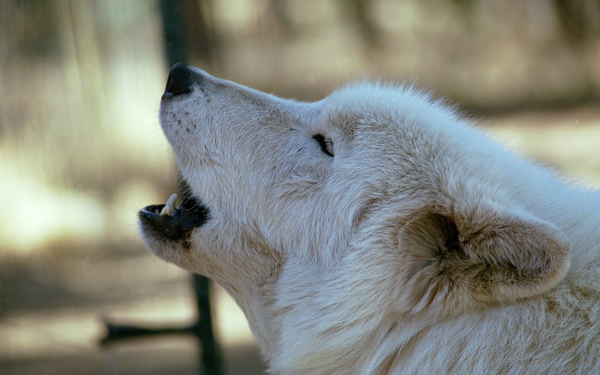 zwierzęta ssak przyroda natura zwierzę zoo śnieg portret drapieżnik zima futro na zewnątrz pies oko dziki