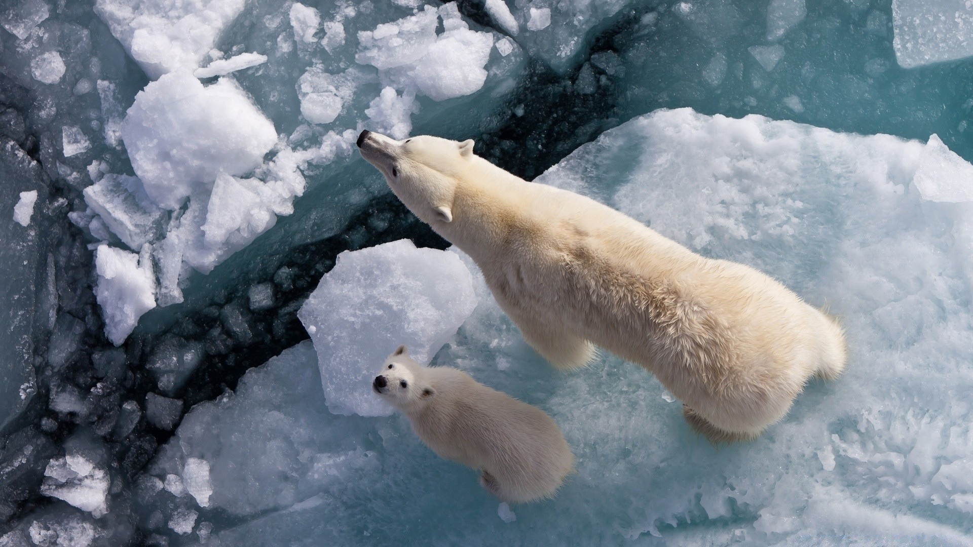 animals snow winter ice frosty cold frost frozen outdoors daylight weather nature one mammal polar water season