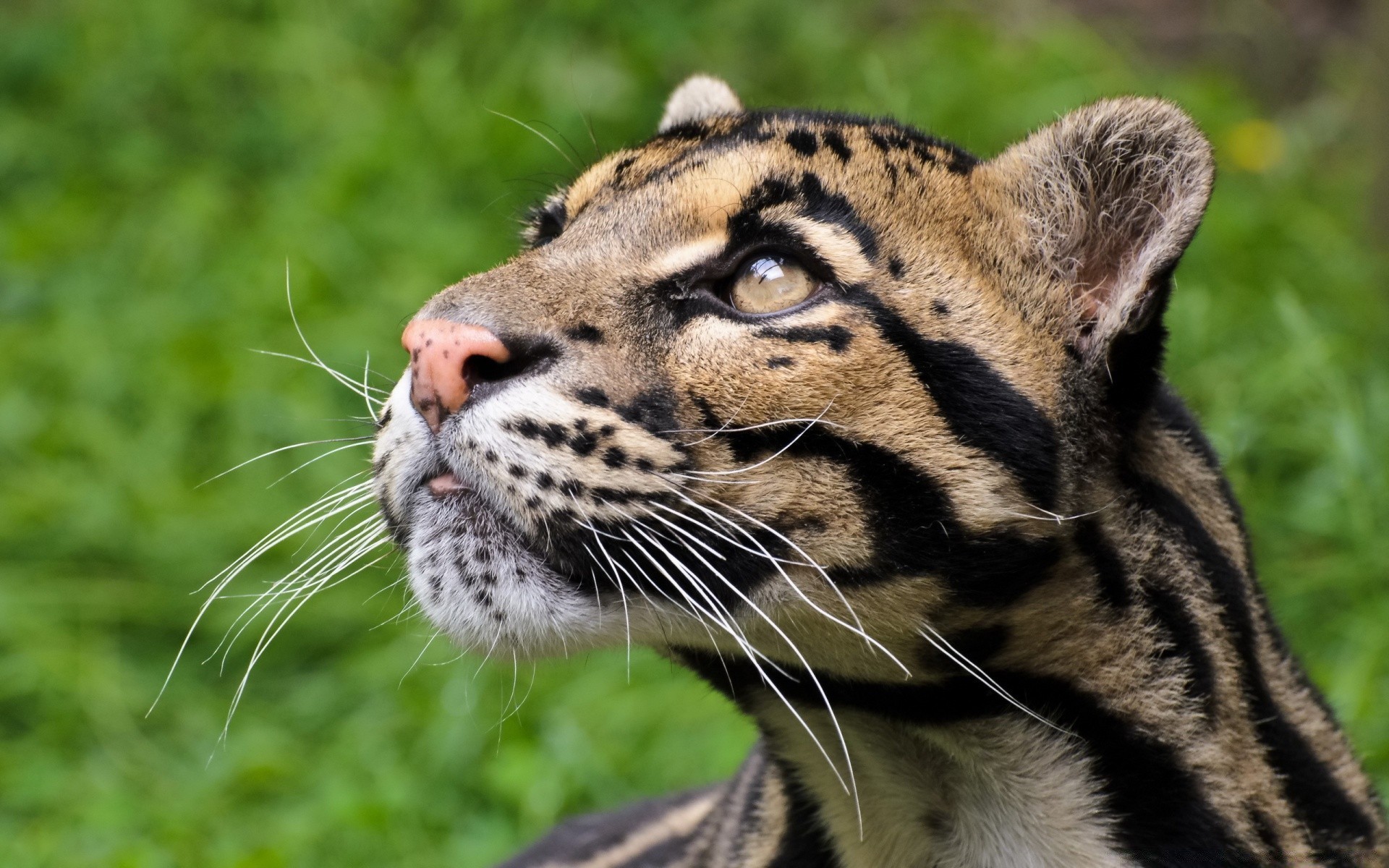 animali gatto fauna selvatica mammifero animale predatore mangiatore di carne selvaggio cacciatore zoo safari pelliccia natura tigre occhio ritratto grande caccia giungla in via di estinzione aggressione