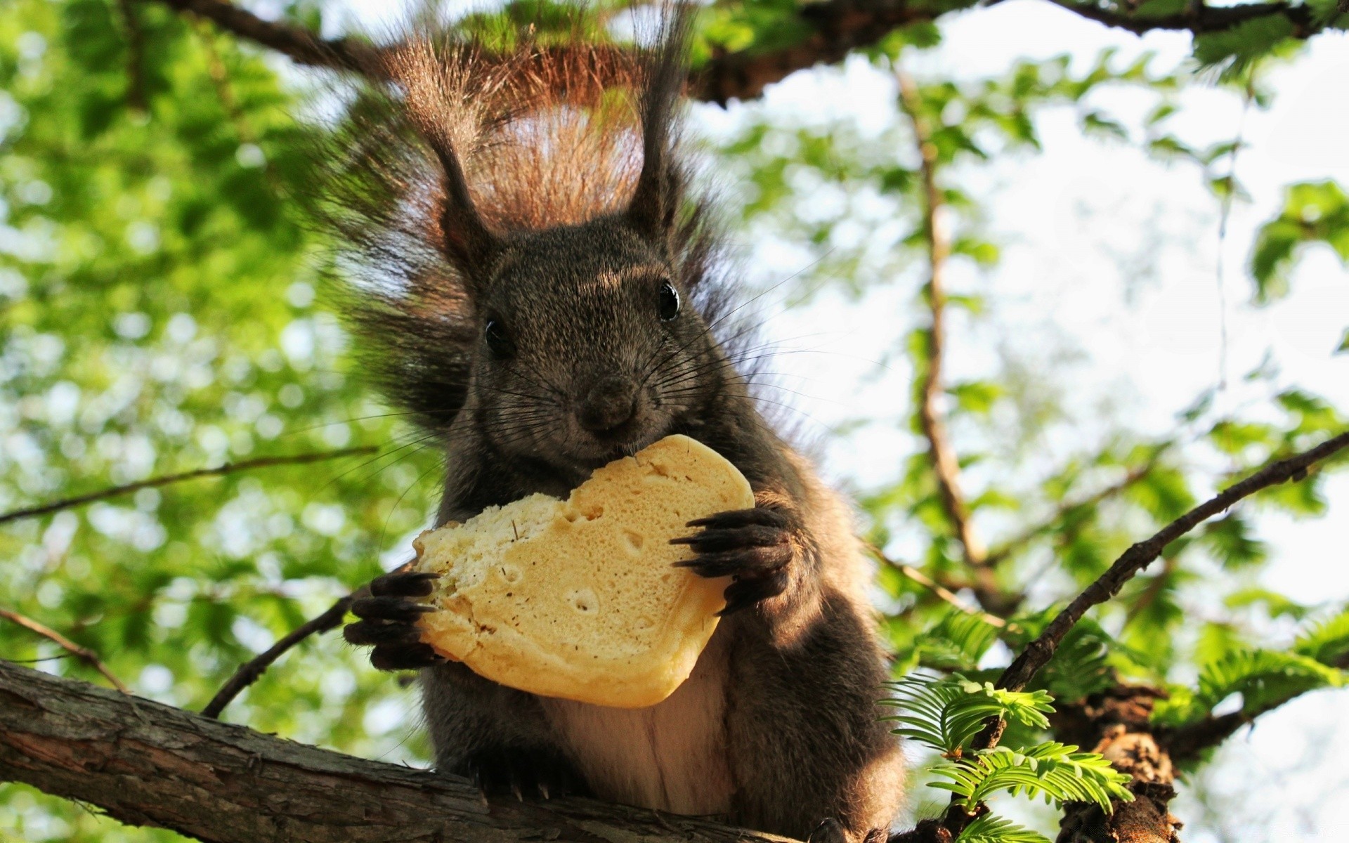 animals mammal nature fur wildlife cute tree wood animal wild outdoors rodent little furry portrait downy squirrel