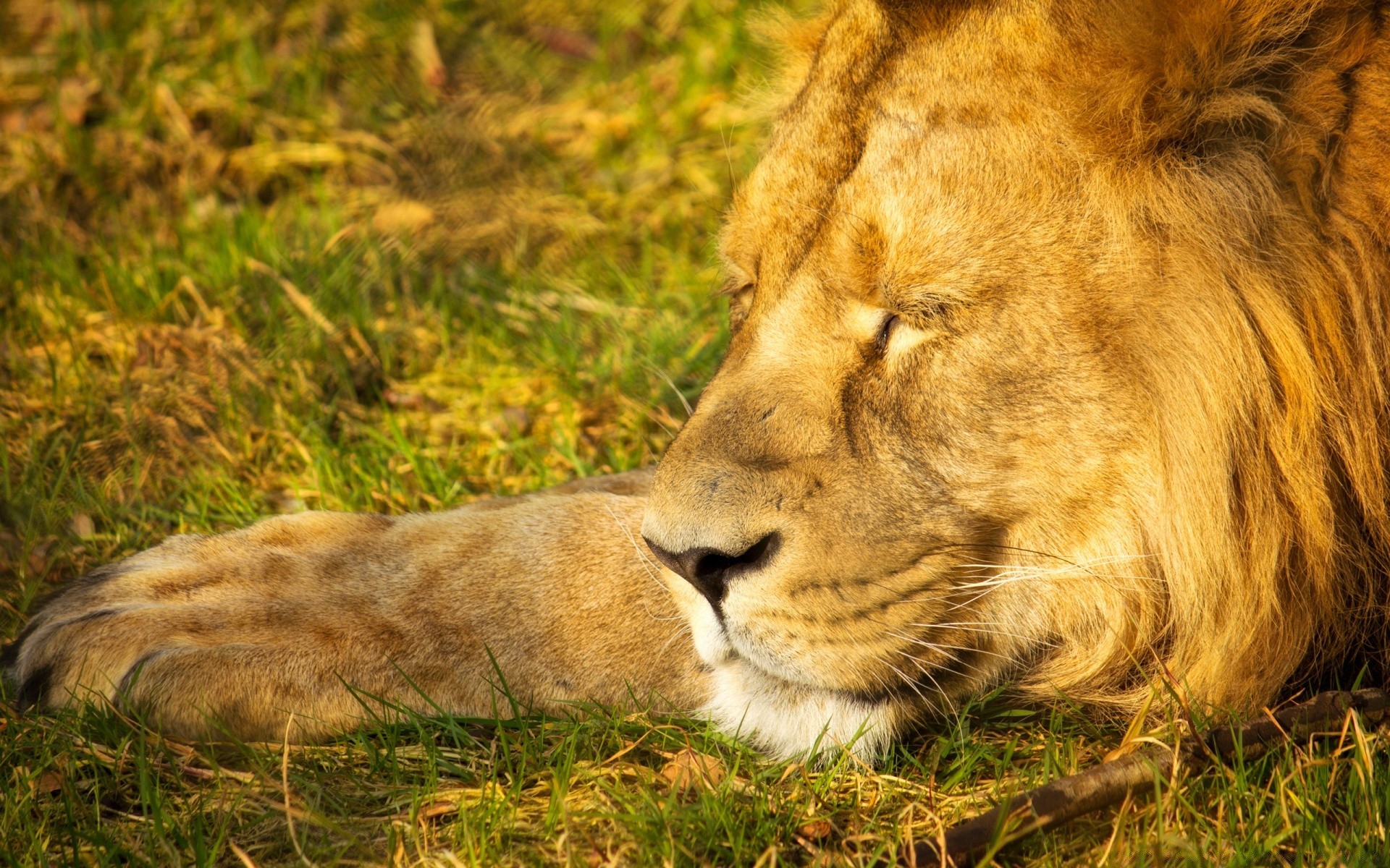 hayvanlar kedi aslan memeli yaban hayatı yırtıcı hayvan safari hayvan dişi aslan vahşi avcı et yiyen doğa kürk büyük hayvanat bahçesi çimen büyük kedi portre manet panter