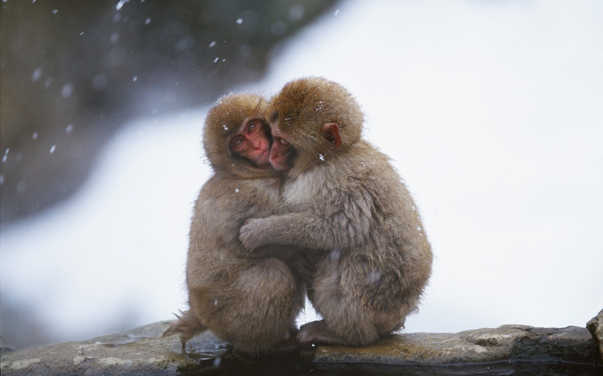 animaux mammifère singe faune primat enfant unique animal nature mignon neige macaque portrait fourrure petit