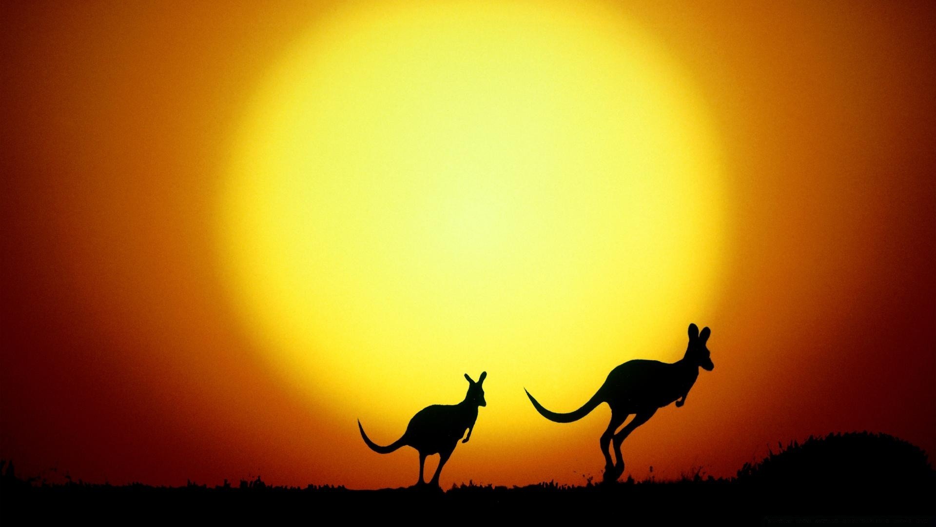 animals sunset silhouette mammal sun camel dawn wildlife evening backlit sky animal deer safari