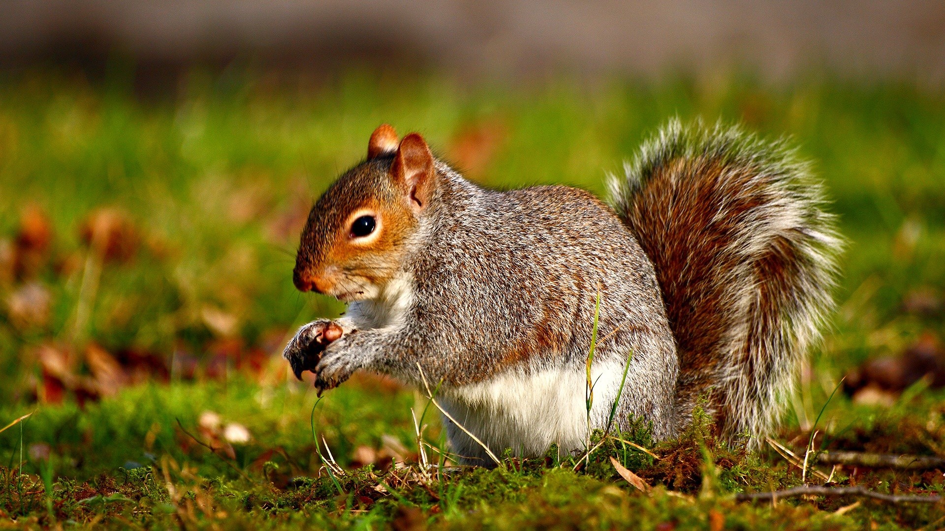 animals squirrel nature rodent mammal wildlife cute nut little animal grass outdoors tree