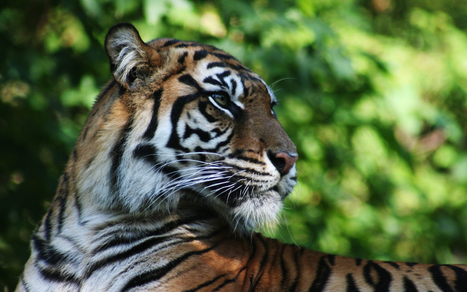 animali tigre fauna selvatica gatto giungla zoo predatore mammifero banda animale selvaggio pericolo cacciatore mangiatore di carne alla ricerca pelliccia safari grande arrabbiato caccia natura