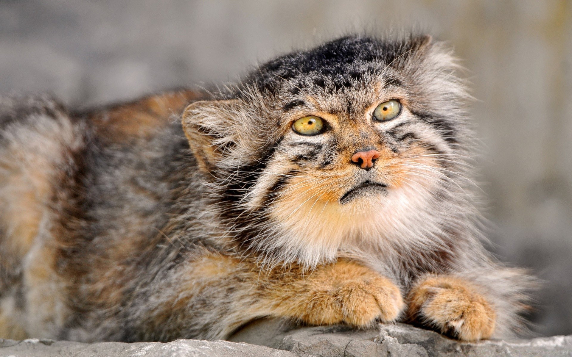 animaux animal mammifère la faune la nature sauvage mignon chat prédateur fourrure peu mangeur de viande