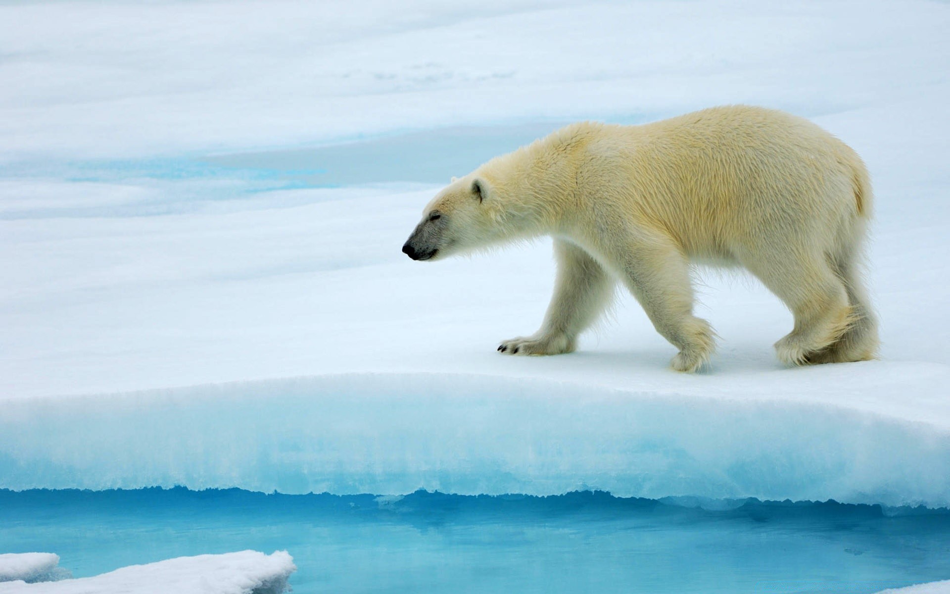 animals frosty snow winter water ice mammal wildlife outdoors polar nature cold daylight