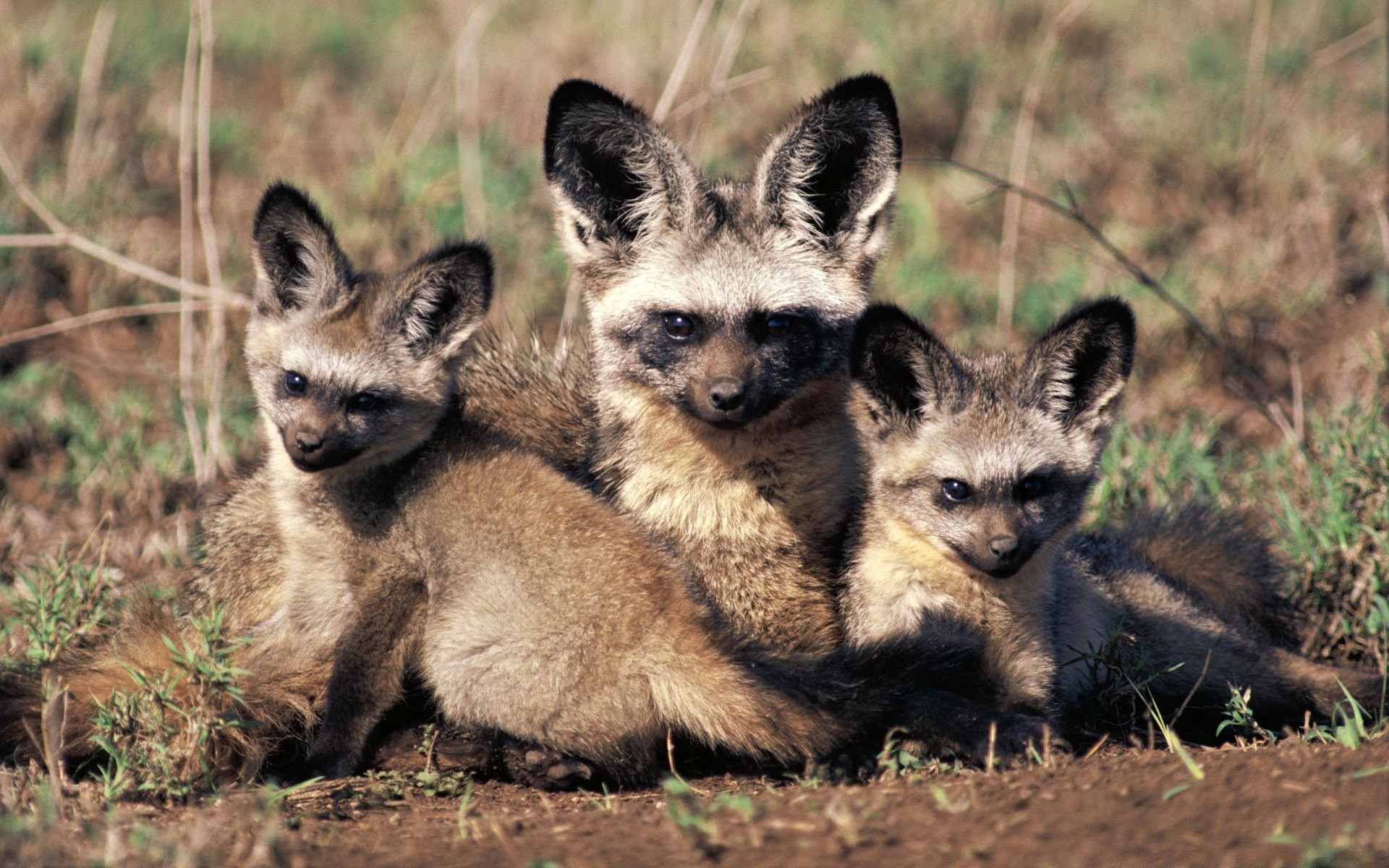 animais mamífero vida selvagem animal lobinho natureza cinegrafista predador grama selvagem fofa